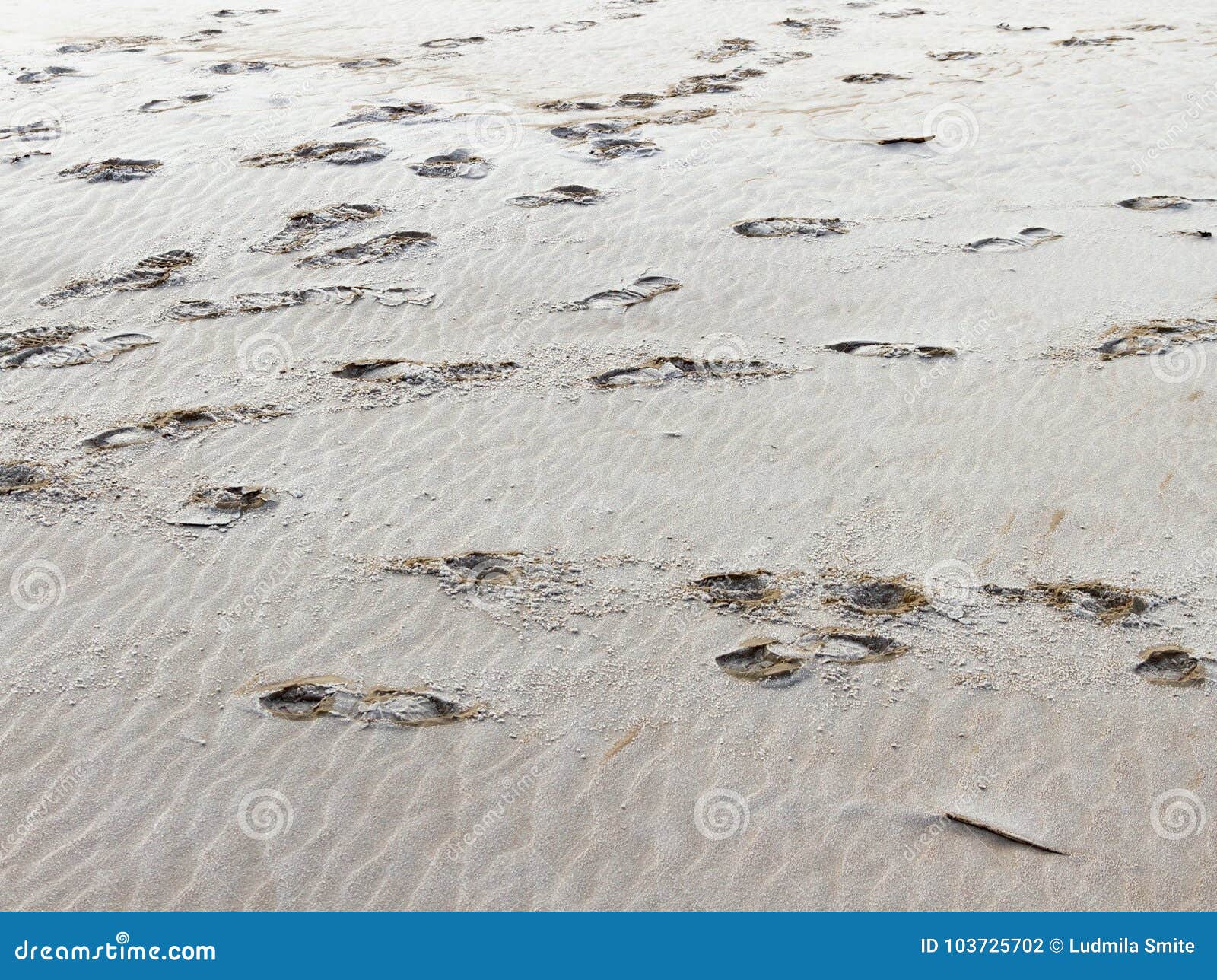 Prints on the sand. stock photo. Image of track, color - 103725702