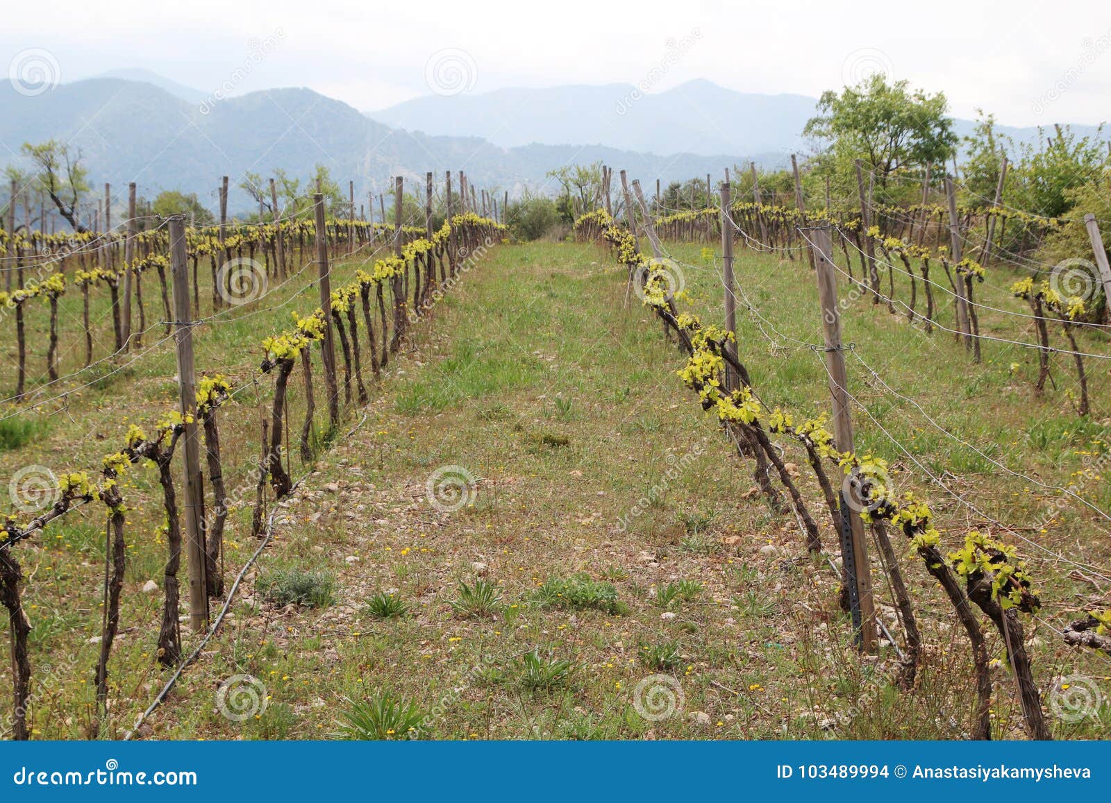 vineyard in priorat, spain