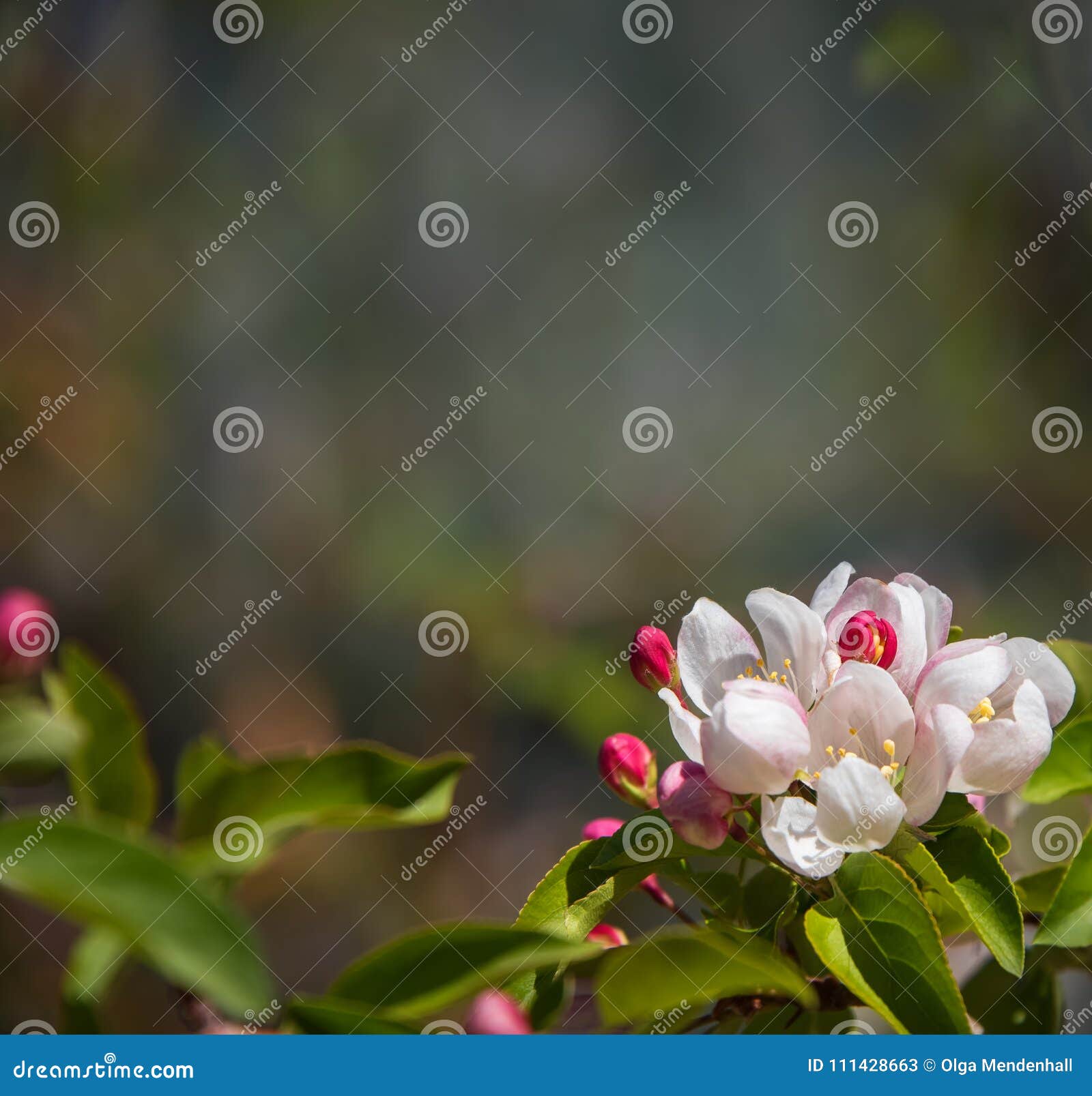 Priorità bassa della natura della sorgente Fiorendo, ramo di albero sbocciante, fondo confuso naturale Fiori rosa e bianchi, germogli primavera Copi lo spazio