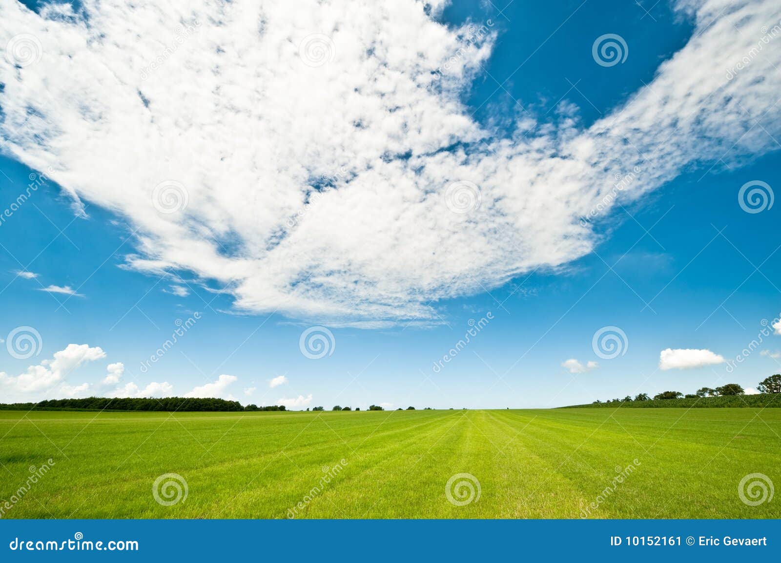 Priorità bassa di estate con erba verde fresca e cielo blu luminoso