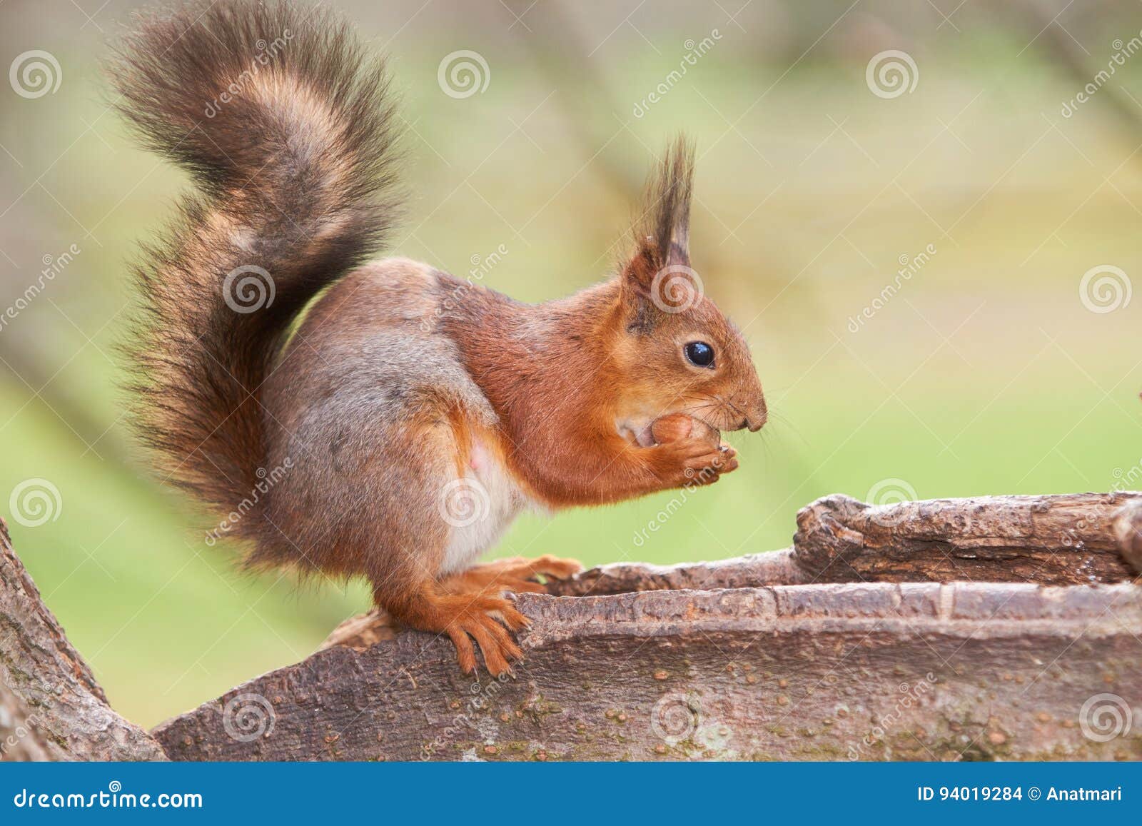 Prise D'écureuil Rouge Un écrou Dans Les Pattes Et Les Essais Pour Le  Dédoubler Se Reposant Sur Un Tronc D'un Arbre Photo stock - Image du  mignon, pelucheux: 94019284