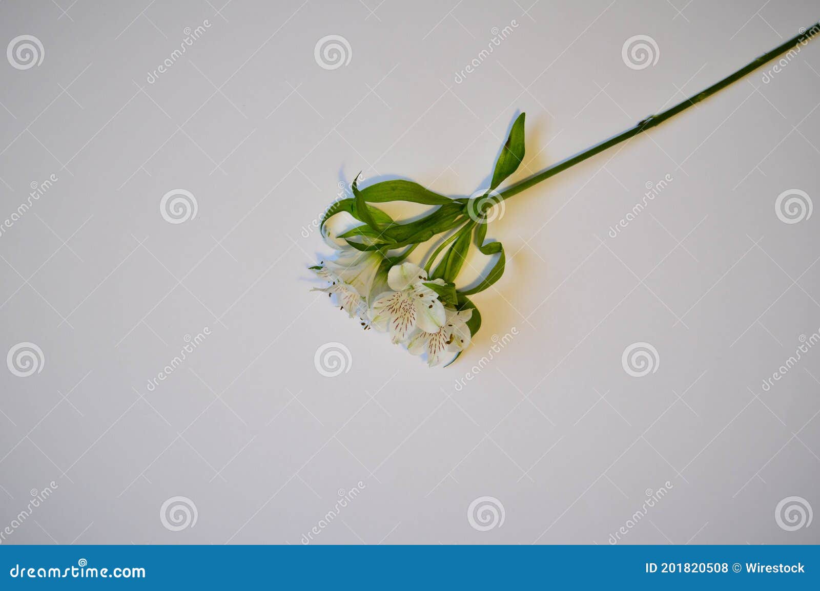 Prise De Vue De Dessus D'une Fleur Blanche De Longue Tige Verte Isolé Sur  Fond Blanc Photo stock - Image du longtemps, normal: 201820508