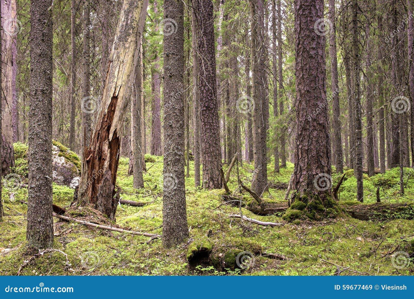 pristine boreal forest of conifers