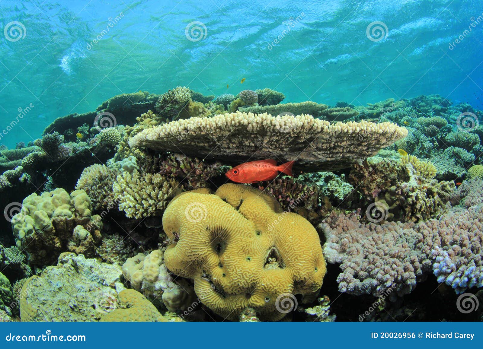 Pristine Coral Reef stock photo. Image of underwater - 20026956