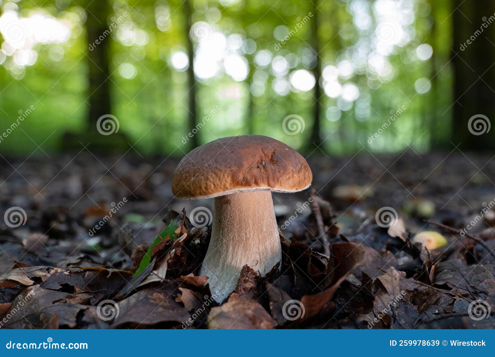 Pristine Porcini Mushroom (boletus Edulis) in a Beech Forest Stock
