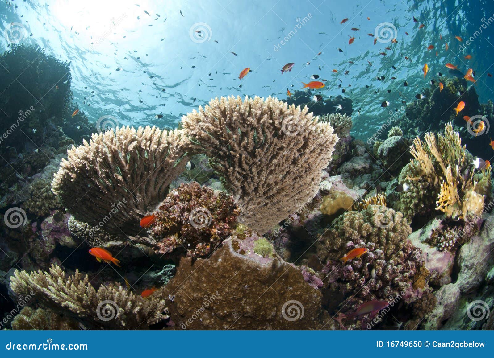 pristine tropical table coral formation.