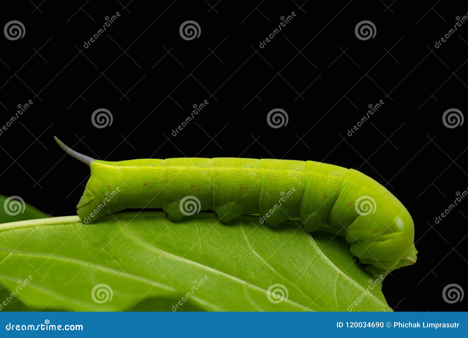 Privet Hawk Moth Caterpillar on the Lettuce Tree Leaf Stock Photo
