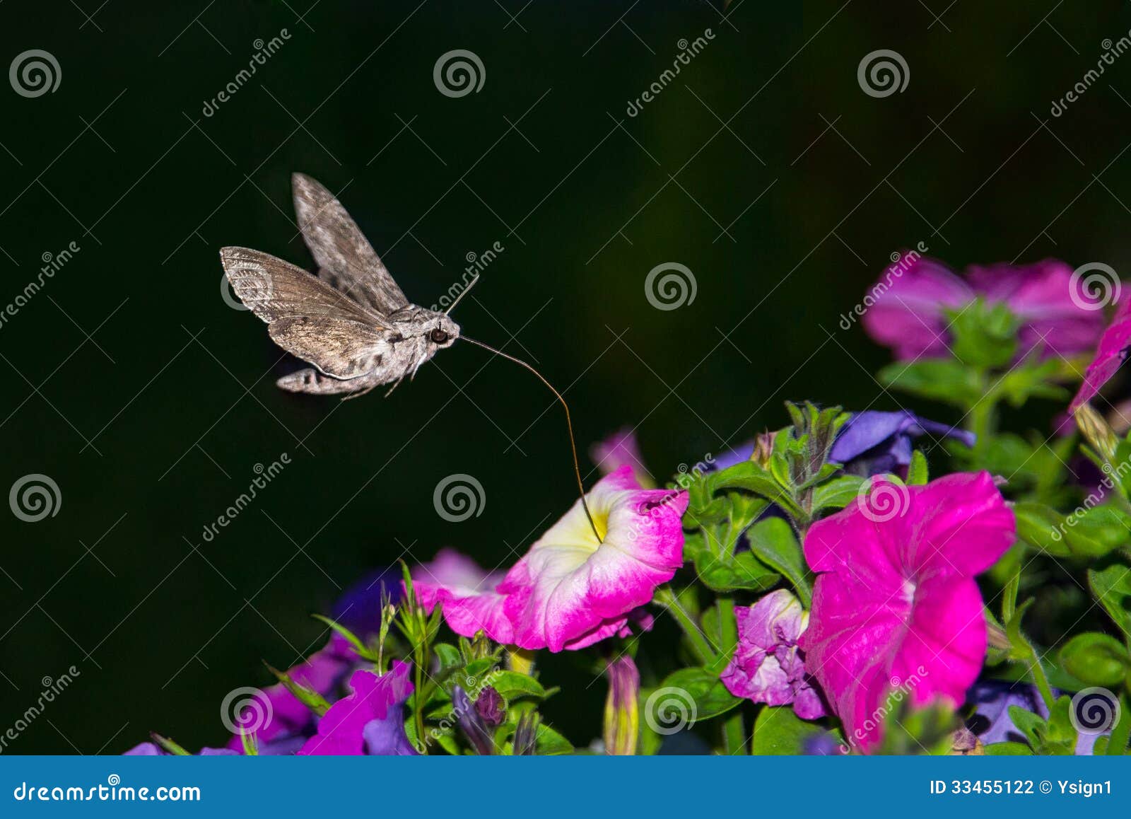 privet hawk moth, sphinx ligustri