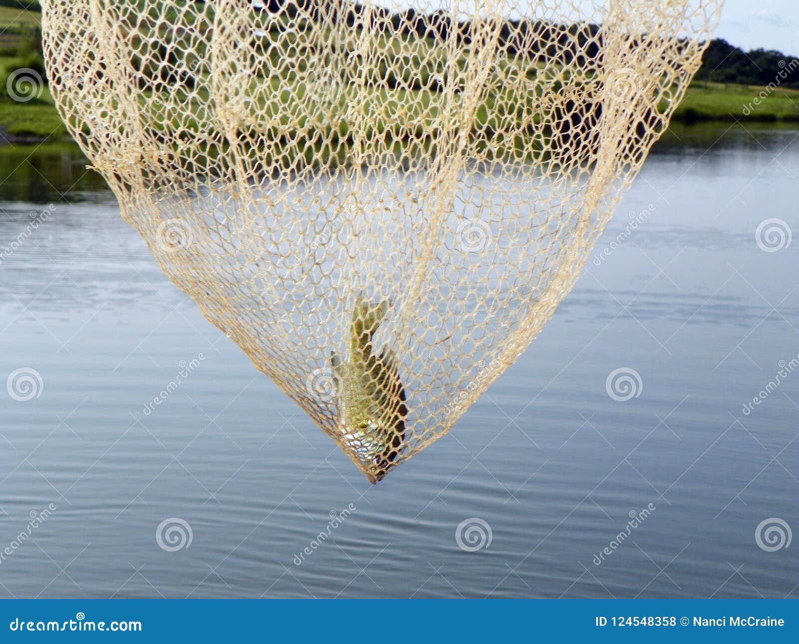 Prize Fishing Catch in a Large Net by Pond Stock Photo - Image of field,  fish: 124548358