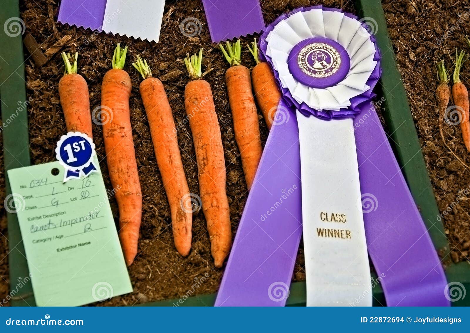 Prize Winning Imperator Carrots Stock Photo Image of organic