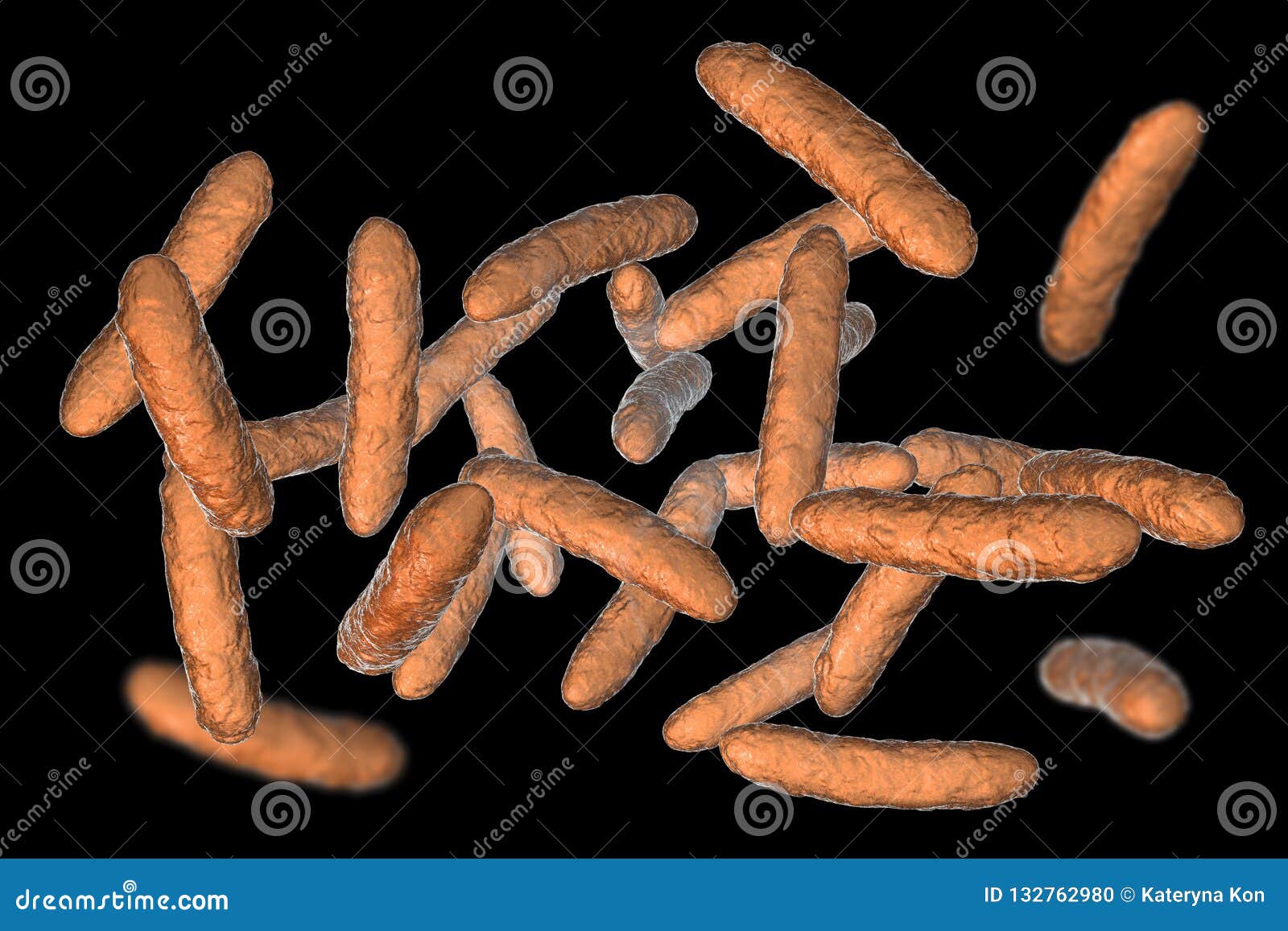 probiotic bacteria, normal intestinal microbiota