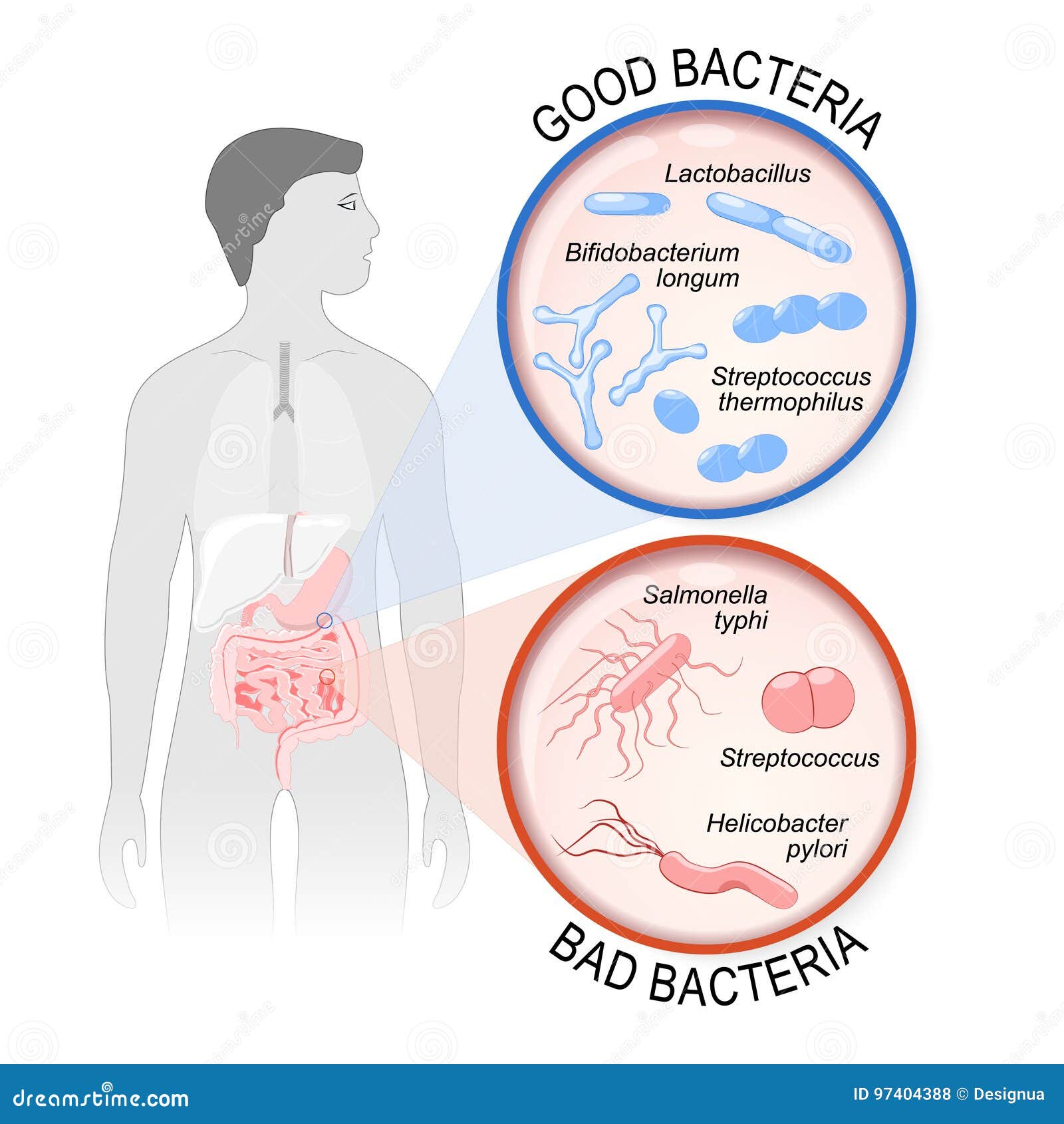 probiotics. gut flora: good and bad bacteria.