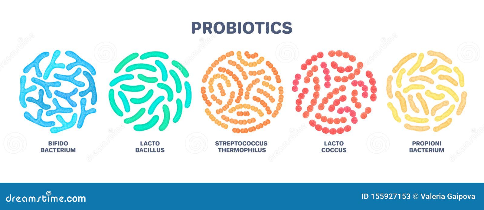 probiotics. lactic acid bacterium. bifidobacterium, lactobacillus, streptococcus thermophilus, lactococcus
