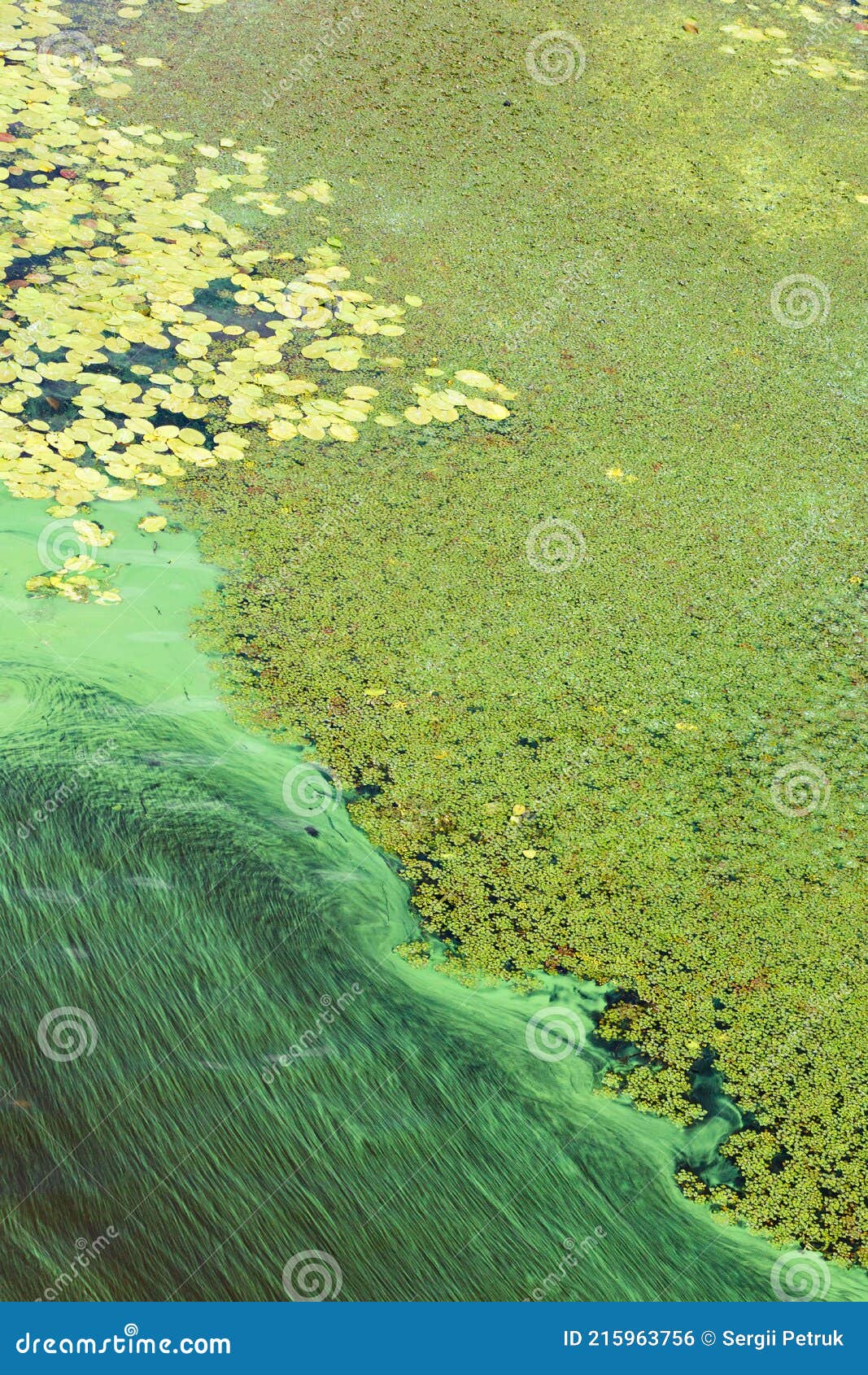river water pollution, blue-green algae cover the surface of the river with a film. ecological problems