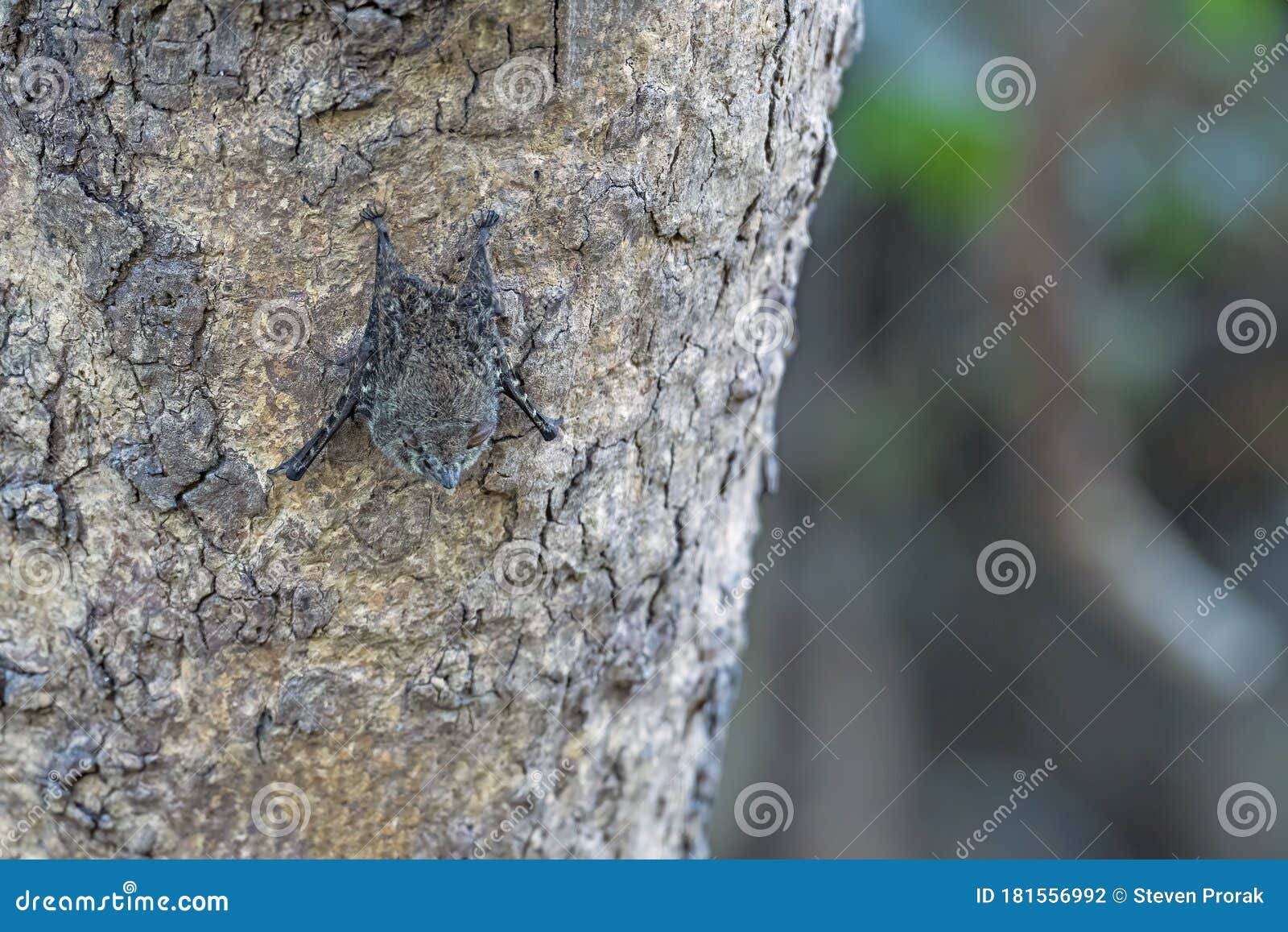 proboscis bat resting in the daytime