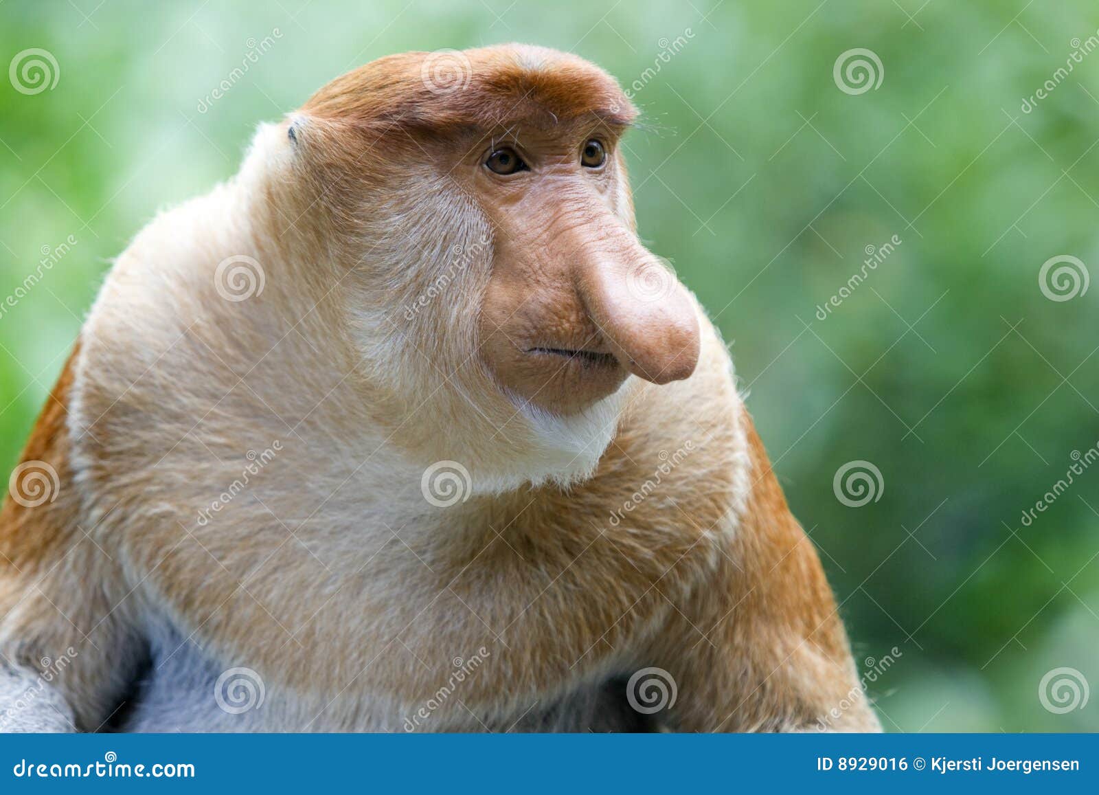 proboscis monkey