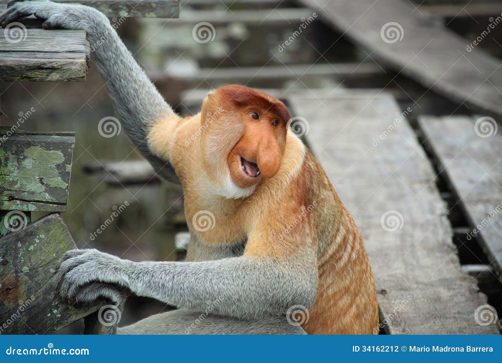 monkey laughing