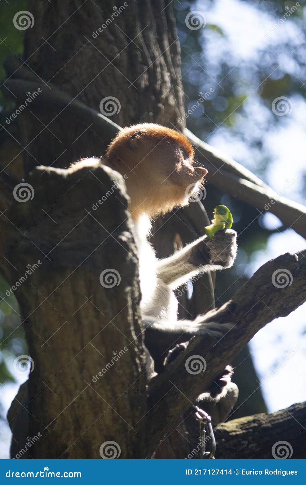 the proboscis monkey or long-nosed monkey
