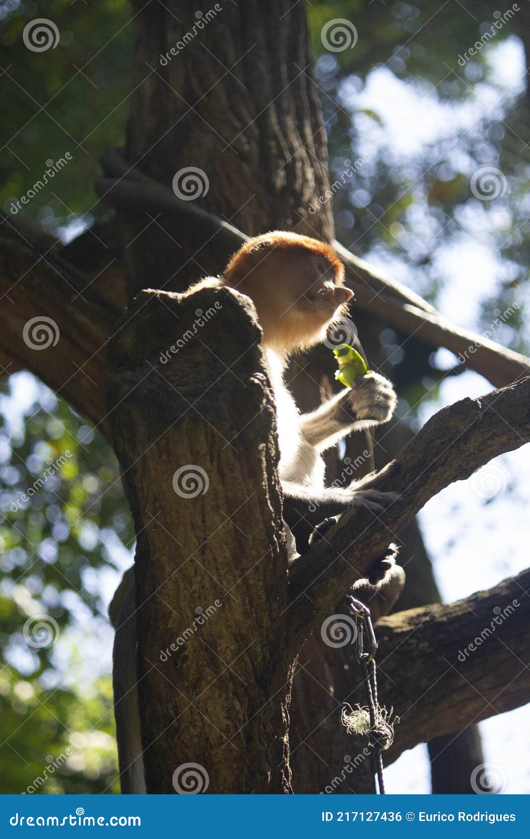 the proboscis monkey or long-nosed monkey