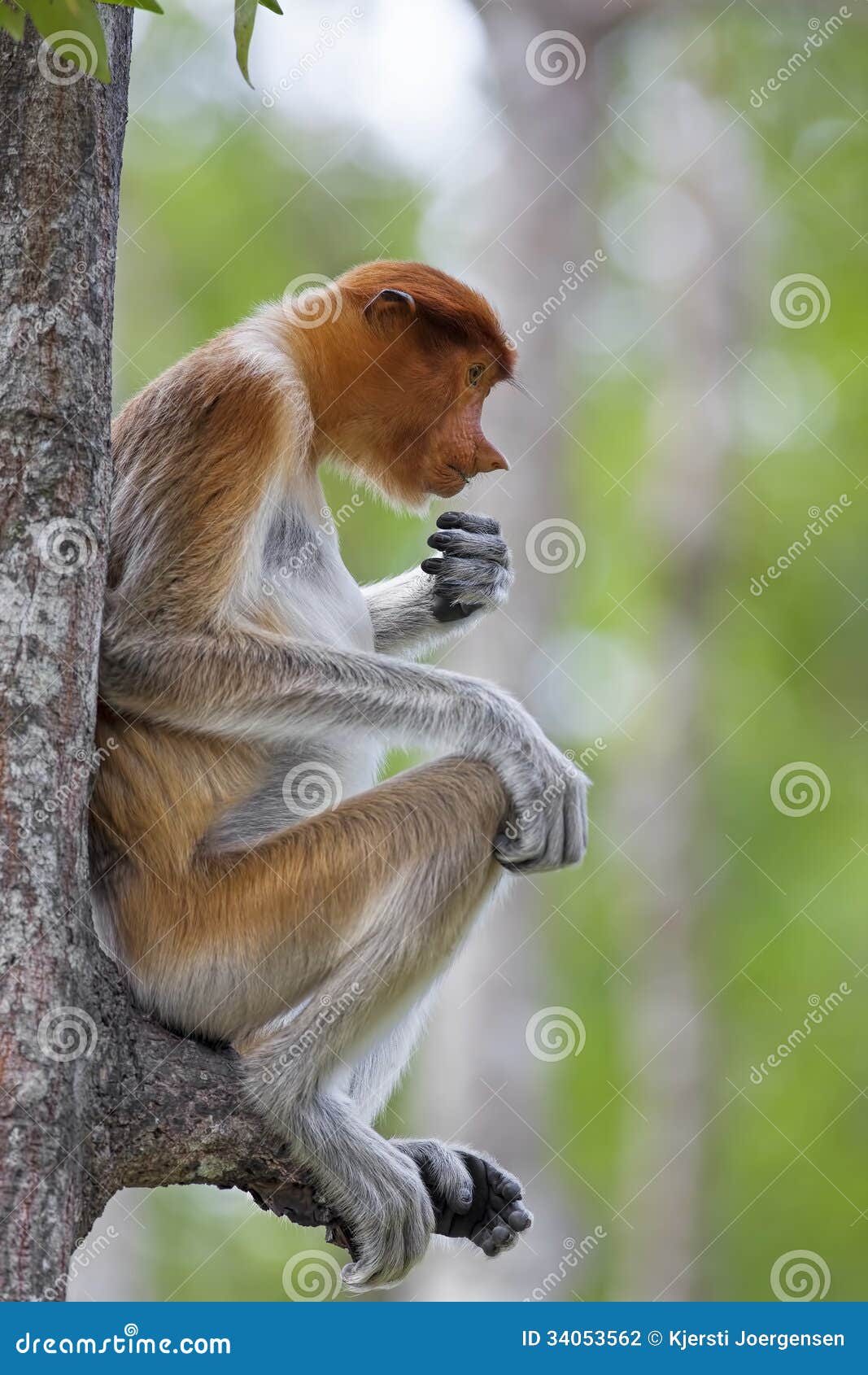 Proboscis monkey stock photo. Image of asia, monkey, funny - 34053562