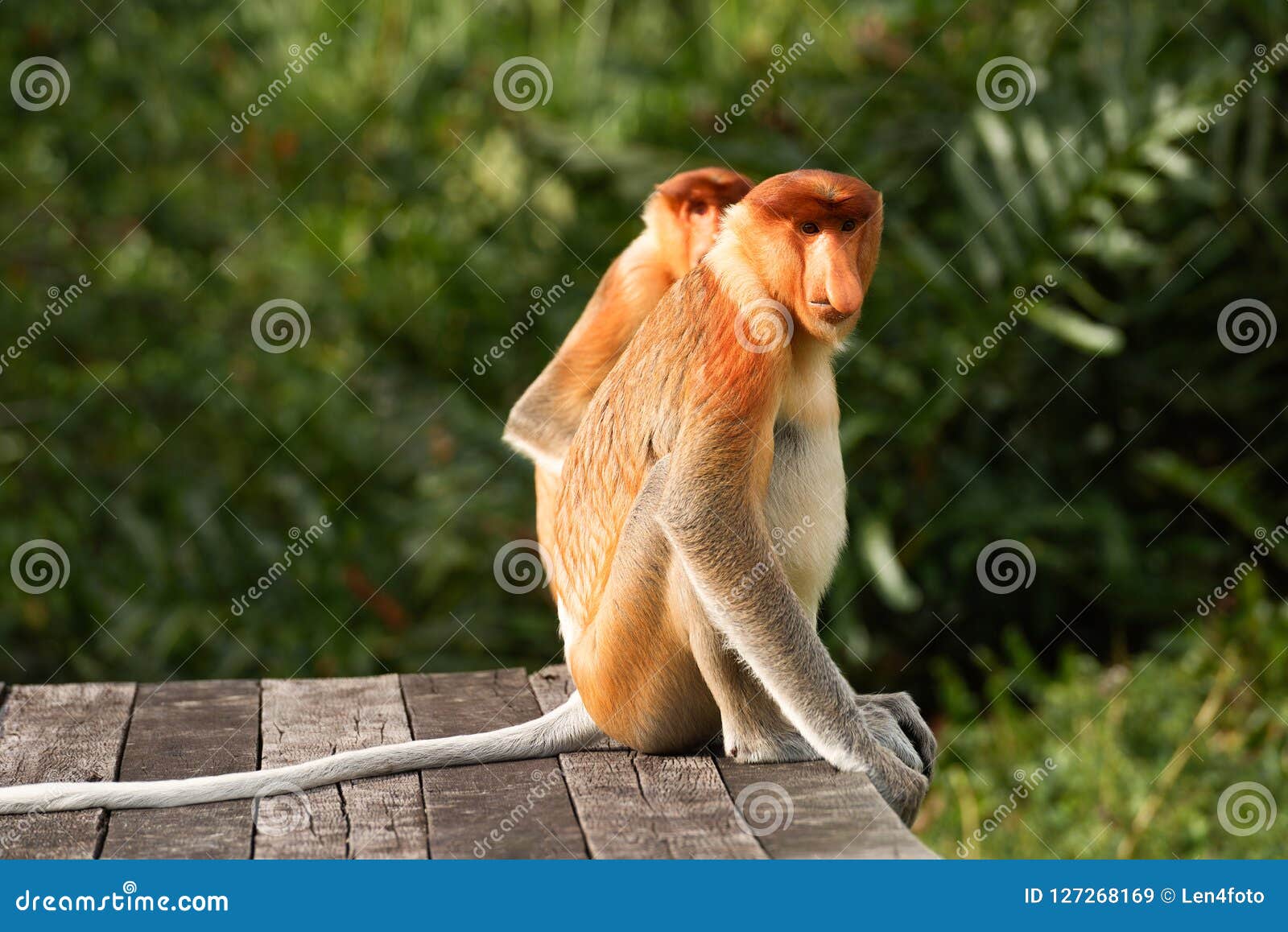 Proboscis Monkey, Nasalis Larvatus or Long-nosed Monkey Stock Image ...