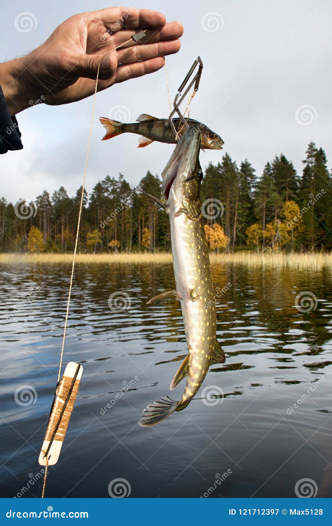 Procedure of Pike Fishing in Special Trap Stock Image - Image of pickerel,  catching: 121712397
