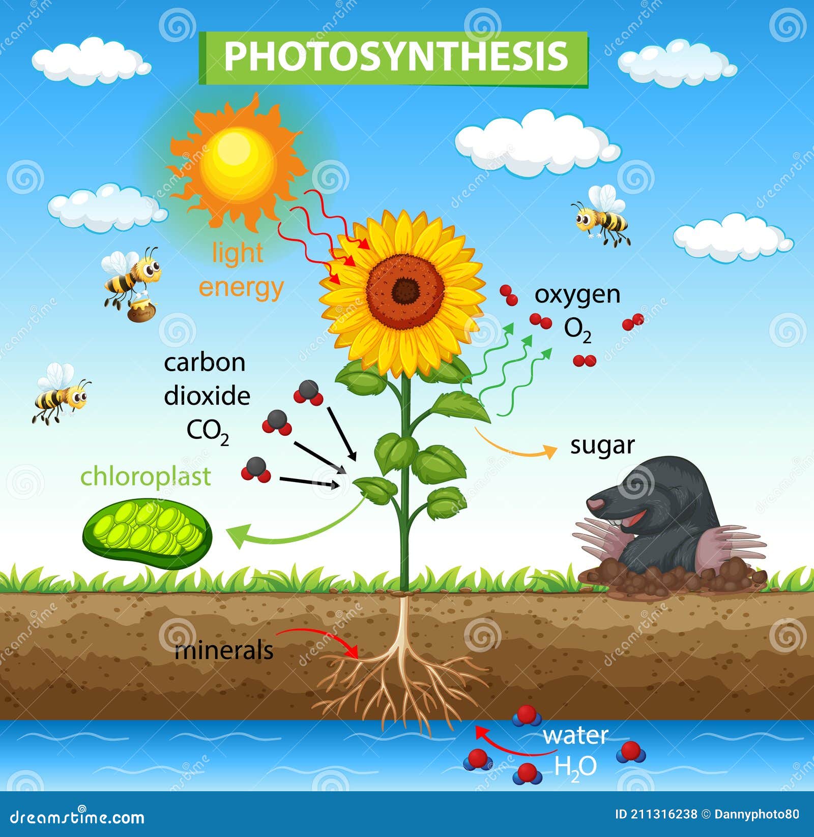 Proceso De Demostración Del Diagrama De La Fotosíntesis En Plantas  Ilustración del Vector - Ilustración de exterior, vida: 211316238