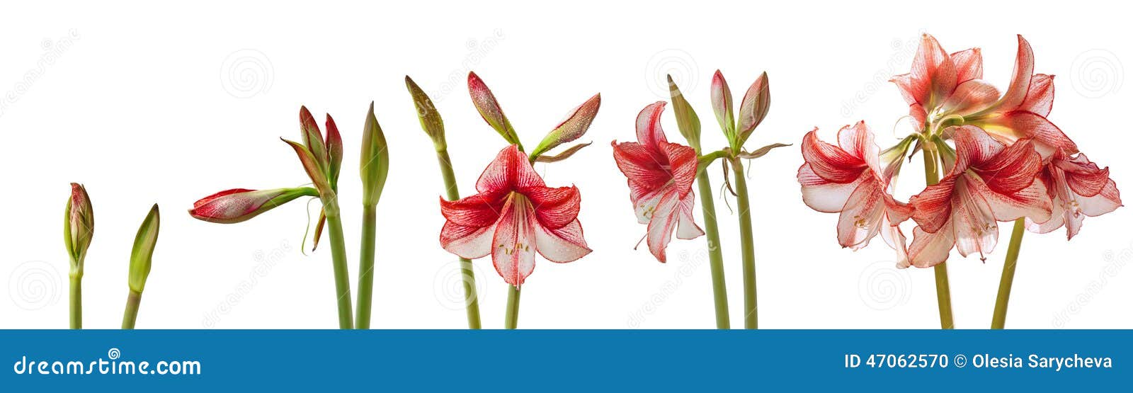 The Process Of Blooming Flower Hippeastrum Isolated Stock Photo Image