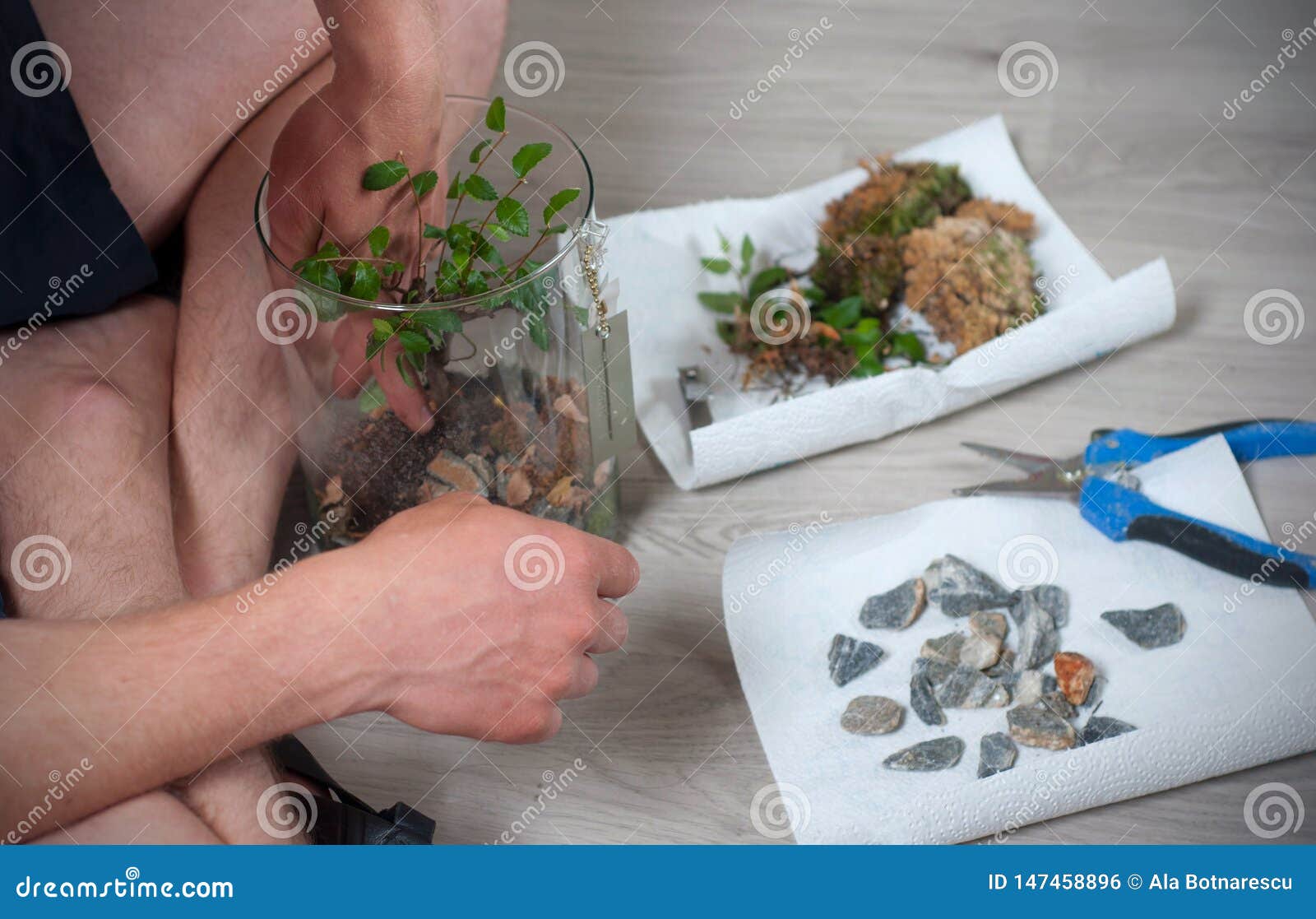 Process of Cleaning the Bonsai in the Spring. Man Cleaning Bonsai from