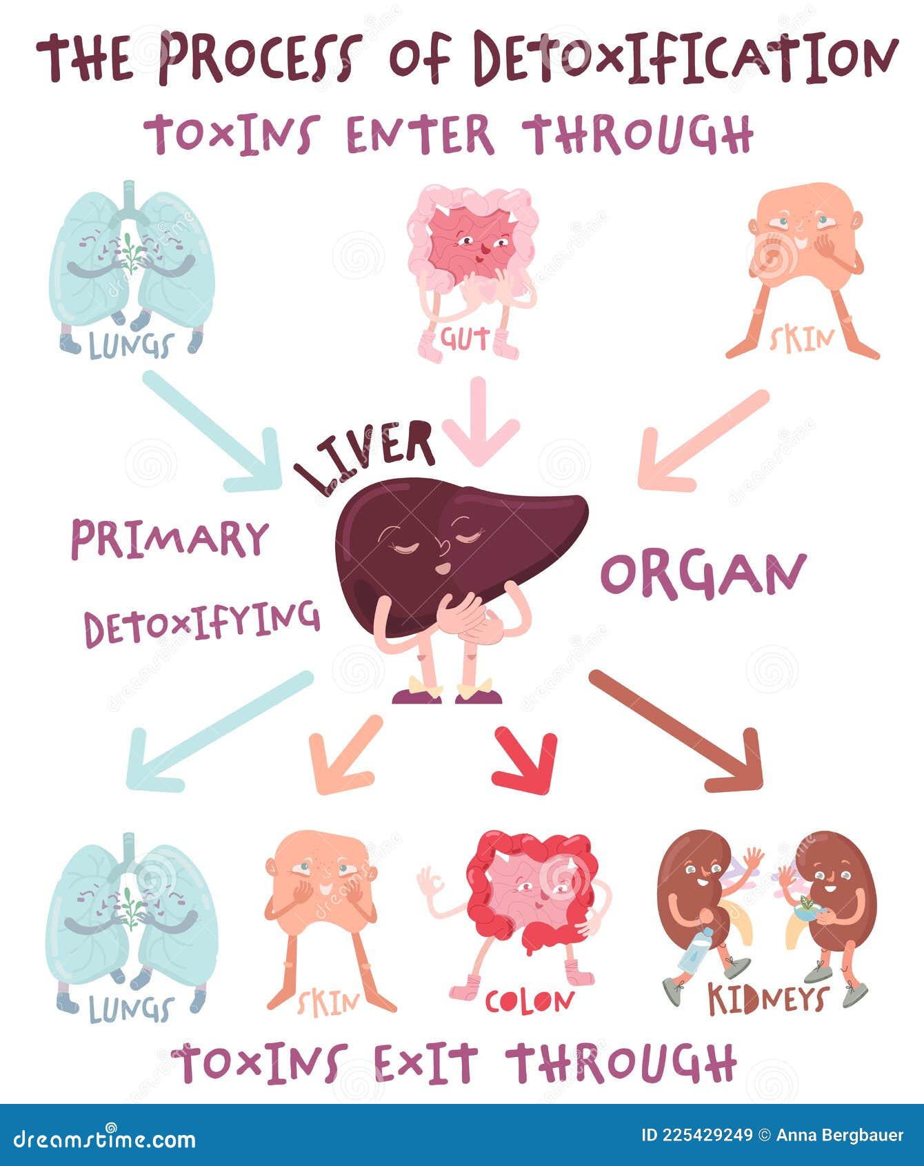 The Process of Detoxification. Portrait Poster with Infographics Stock Vector Illustration of