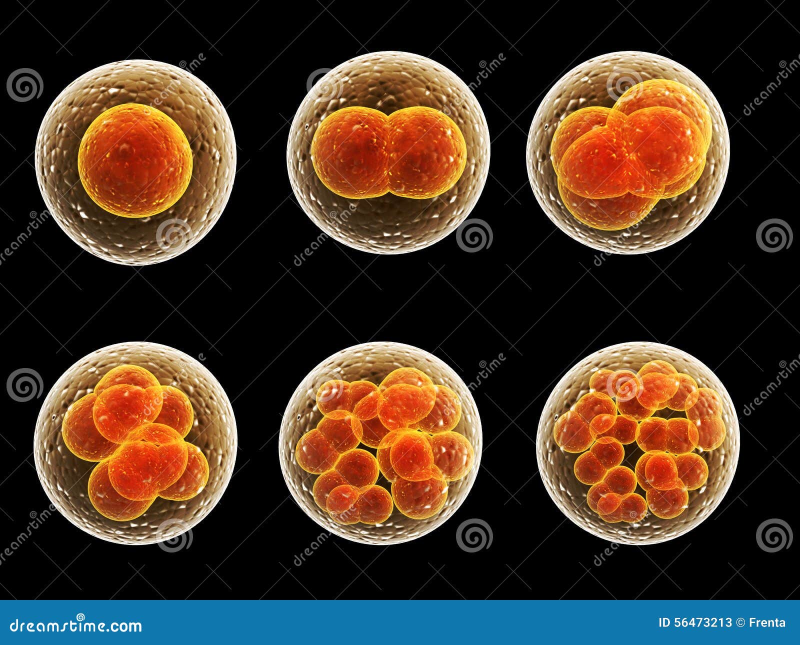 Process division of cell stock illustration Illustration of Biology Diagrams