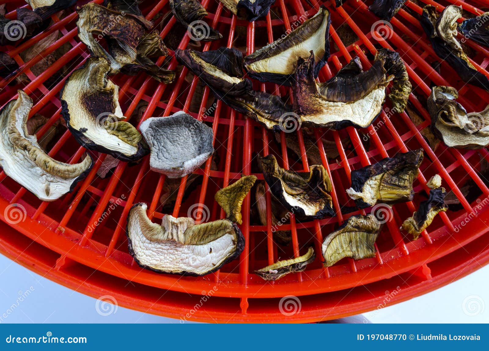 The Process of Drying Mushrooms in the Drying Stock Photo