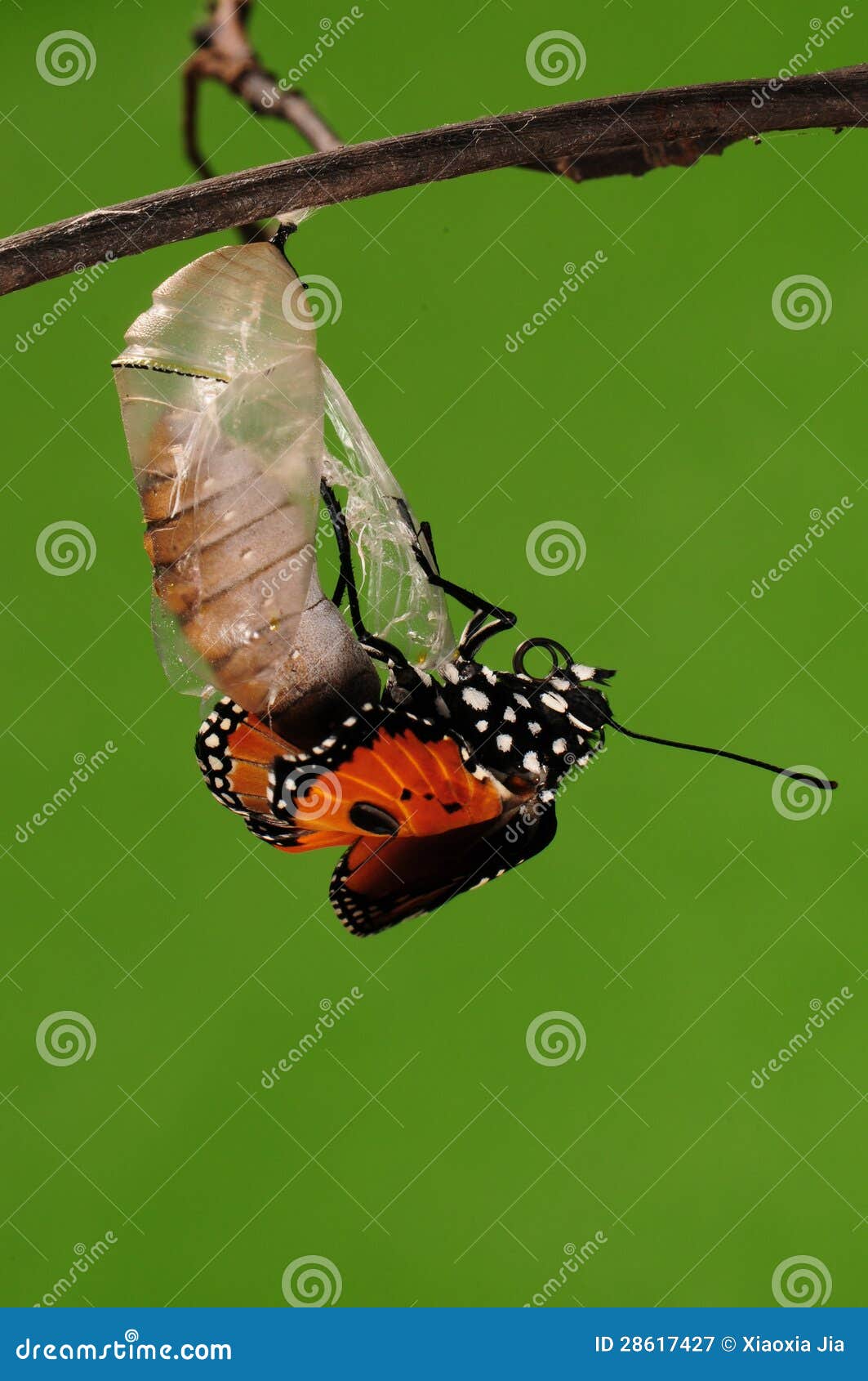 The Butterfly Process