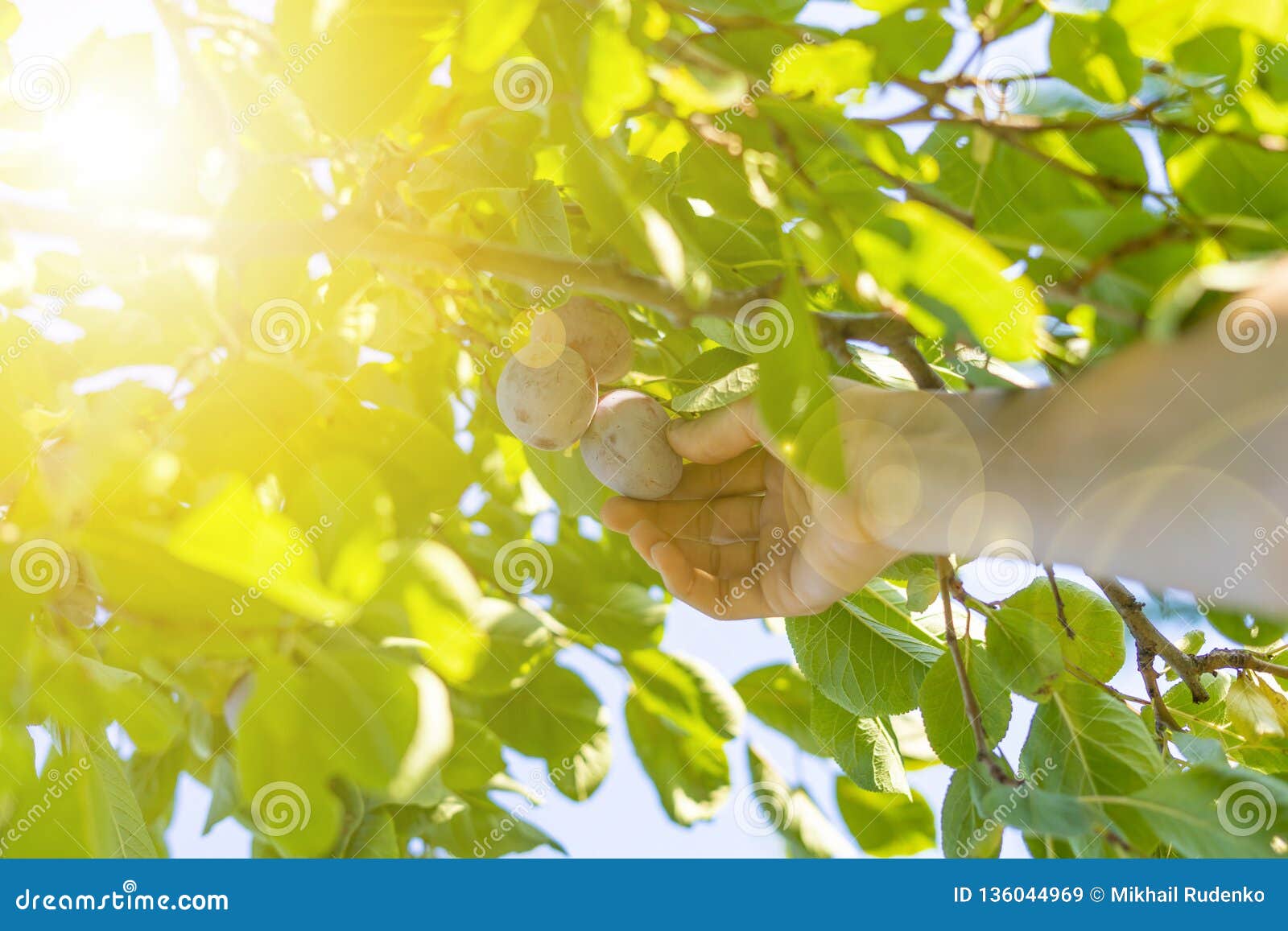 The Process of Harvest Yummy Plum from Green Tree in Summer Season B Stock Image Image of