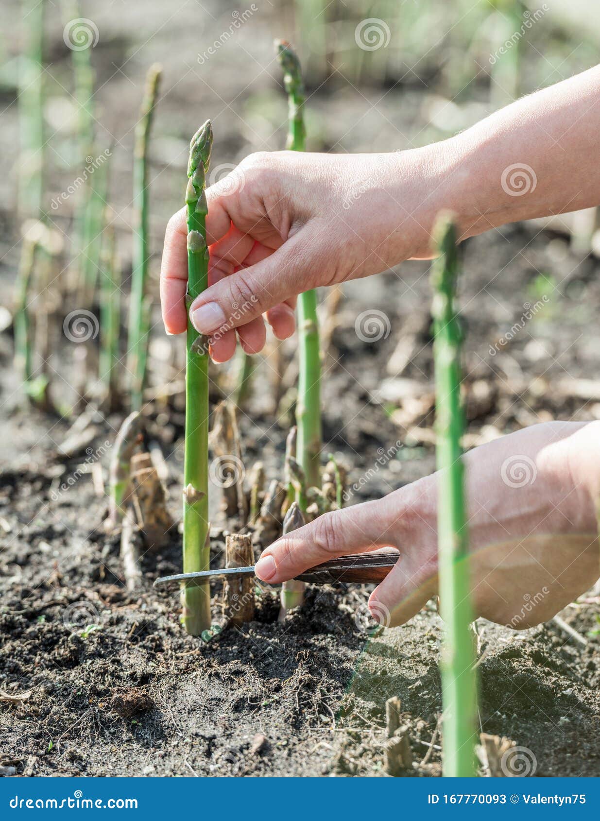 Process of Harvesting of Green Asparagus in the Garden Stock Image