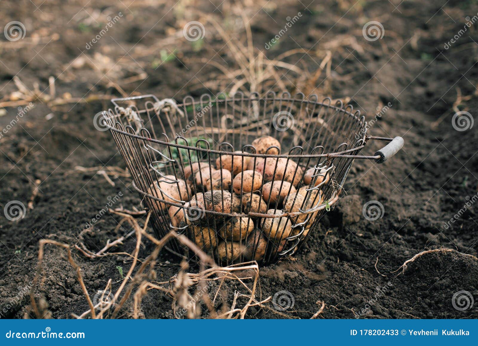 The Process Of Harvesting Hay For Cattle, A Tractor Making Bales In The