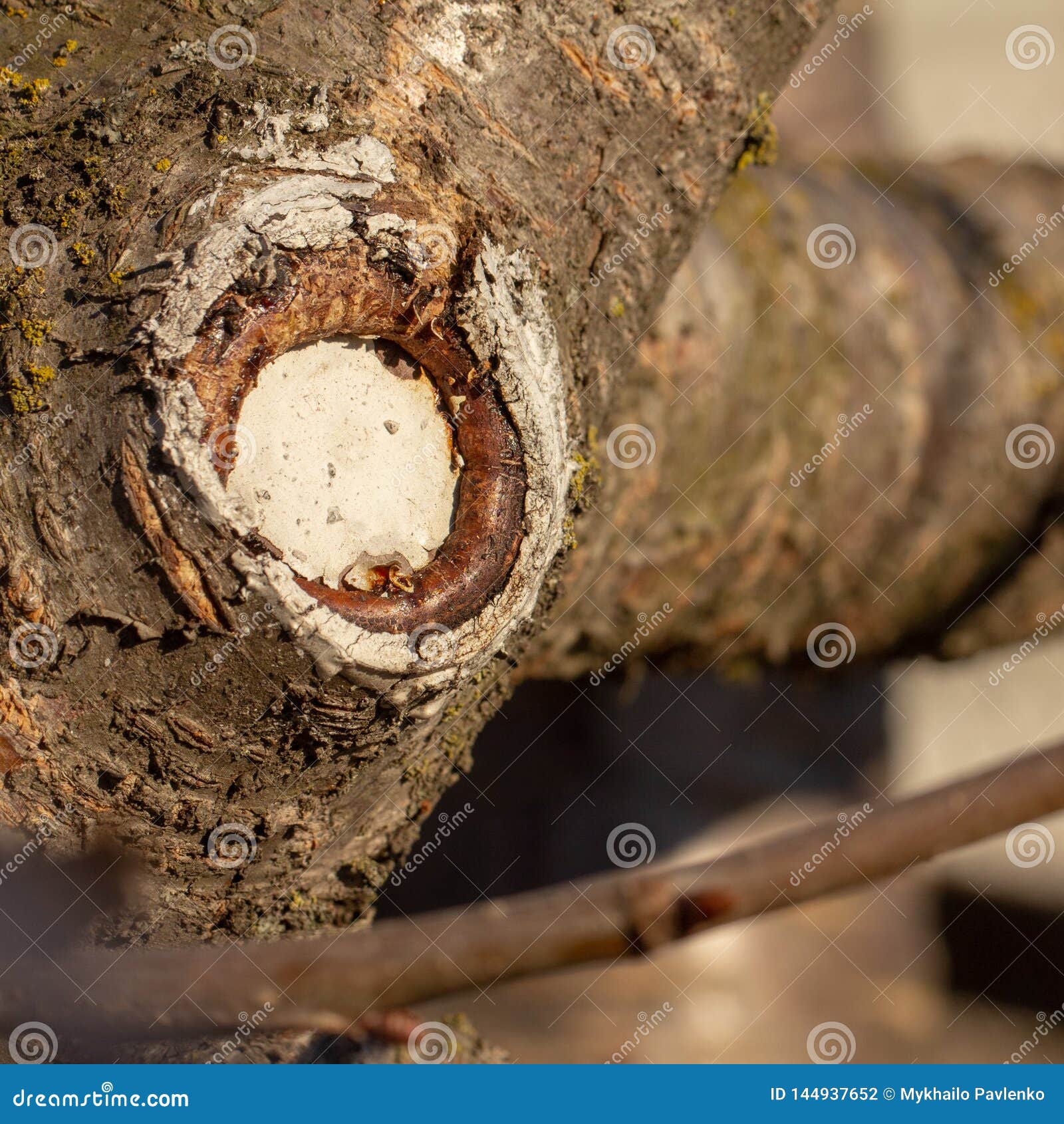 The Process of Healing a Wound on a Fruit Tree Stock Photo Image of