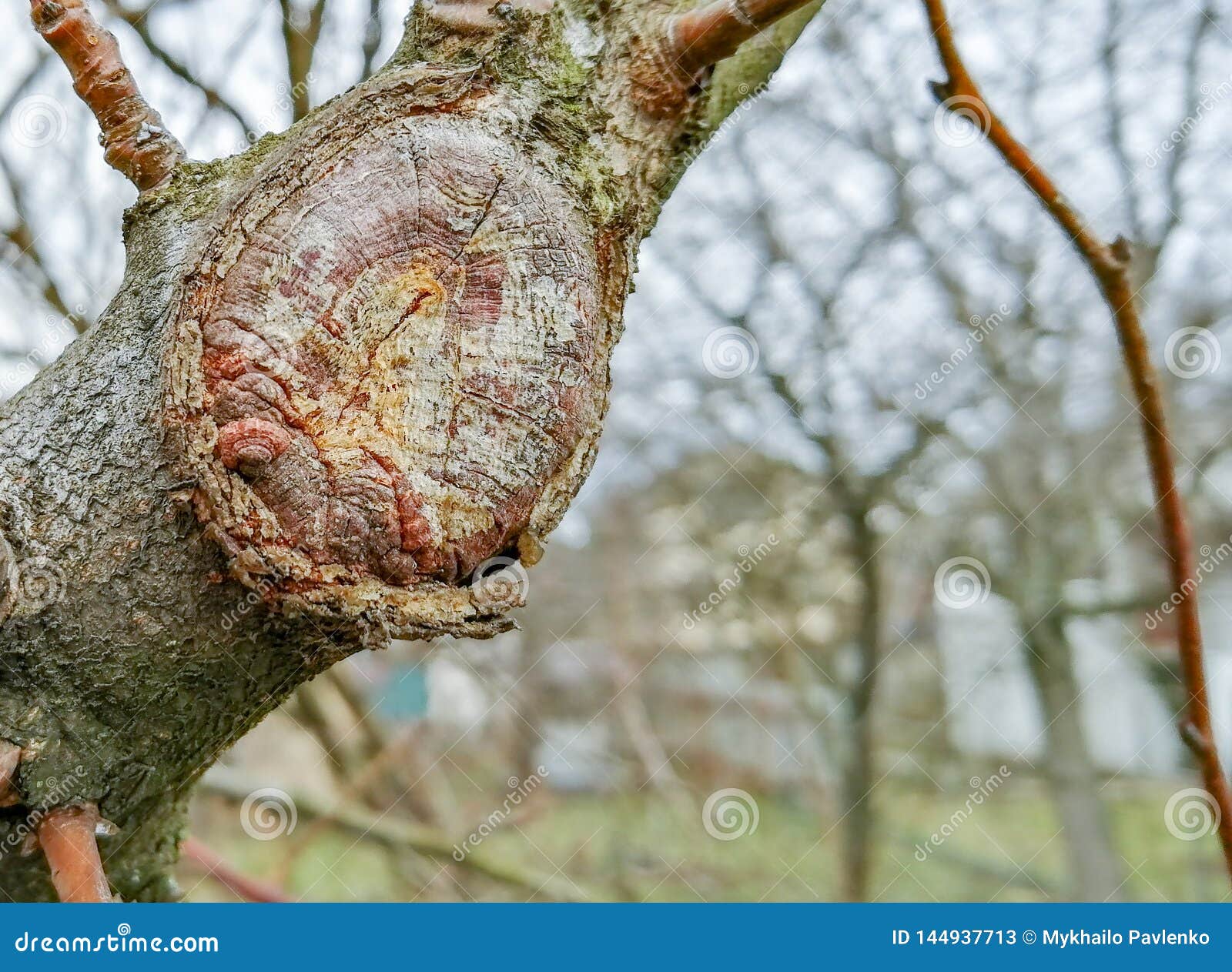 The Process Of Healing A Wound On A Fruit Tree Stock Image Image of