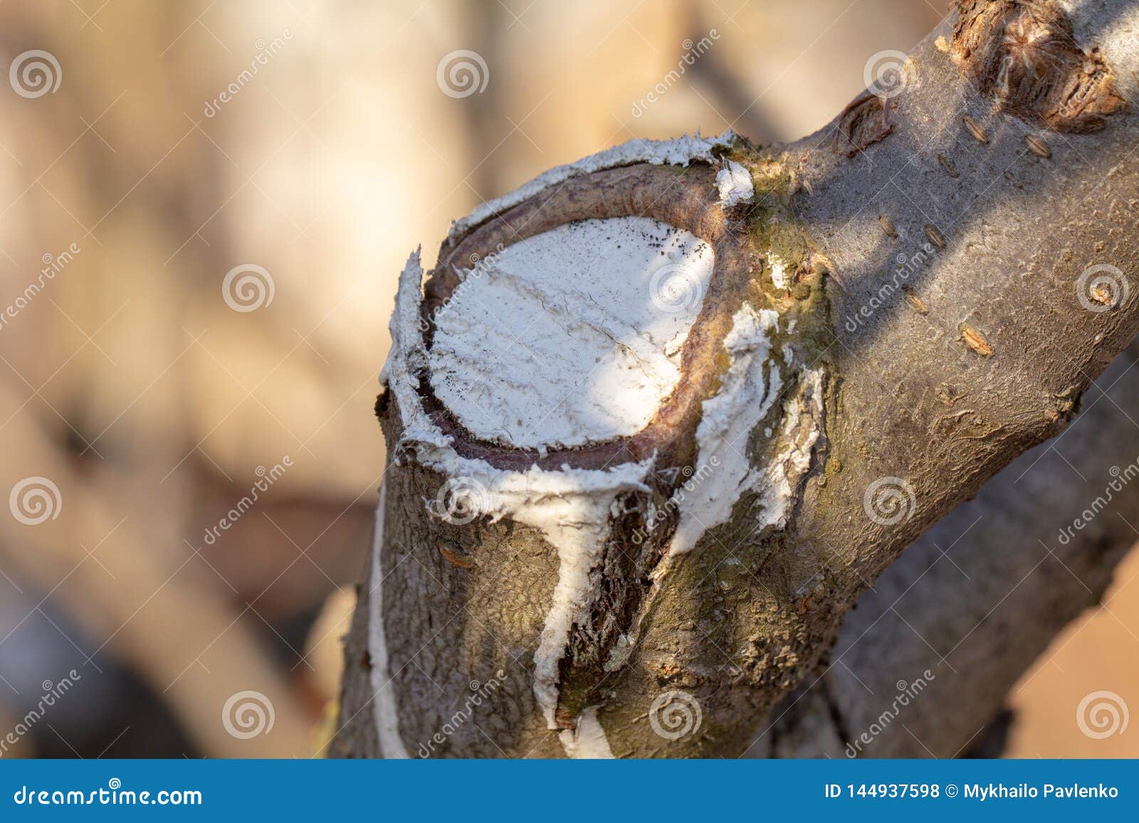 The Process of Healing a Wound on a Fruit Tree Stock Photo Image of