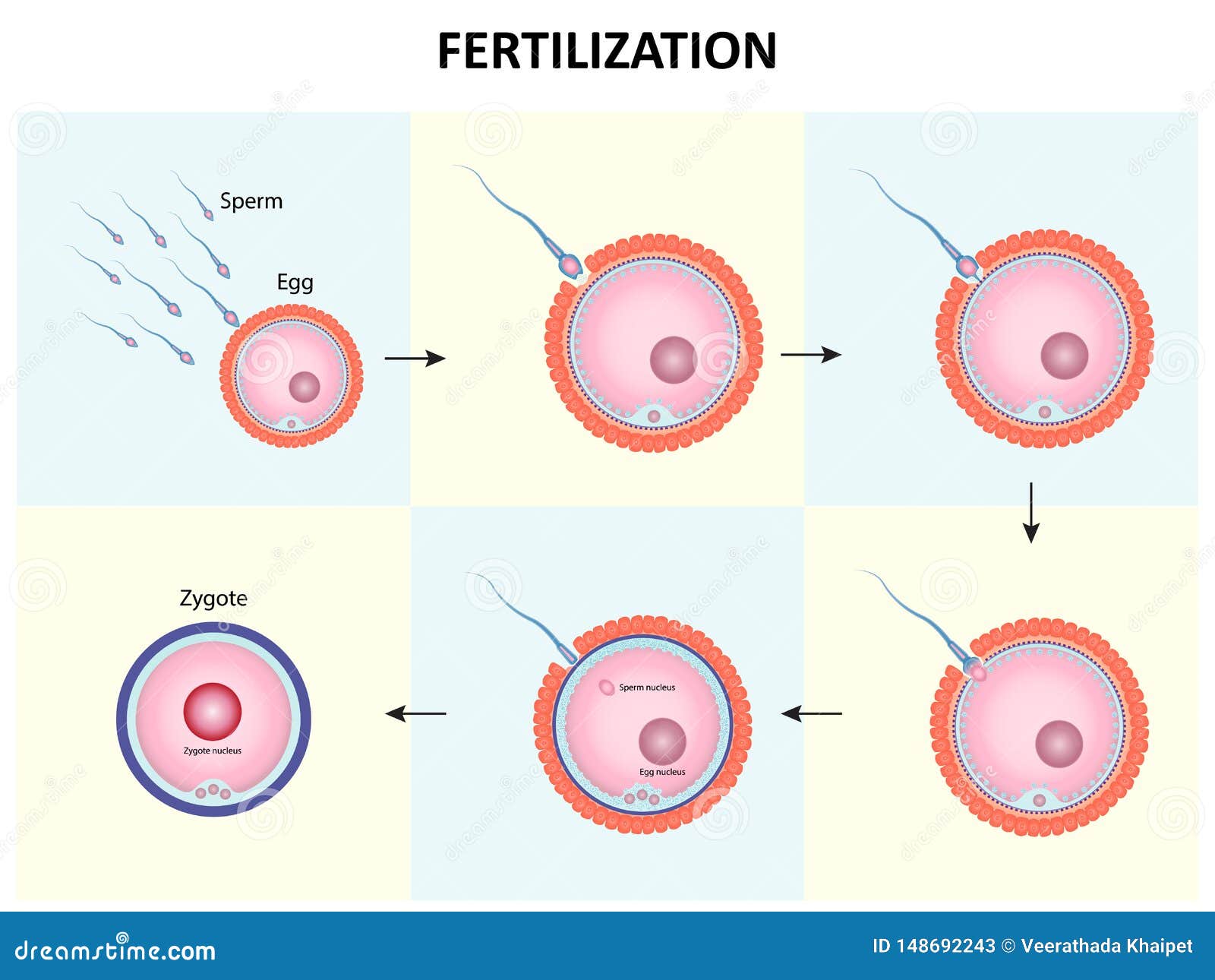 Egg and sperm fertilisation process 434360 Vector Art at 