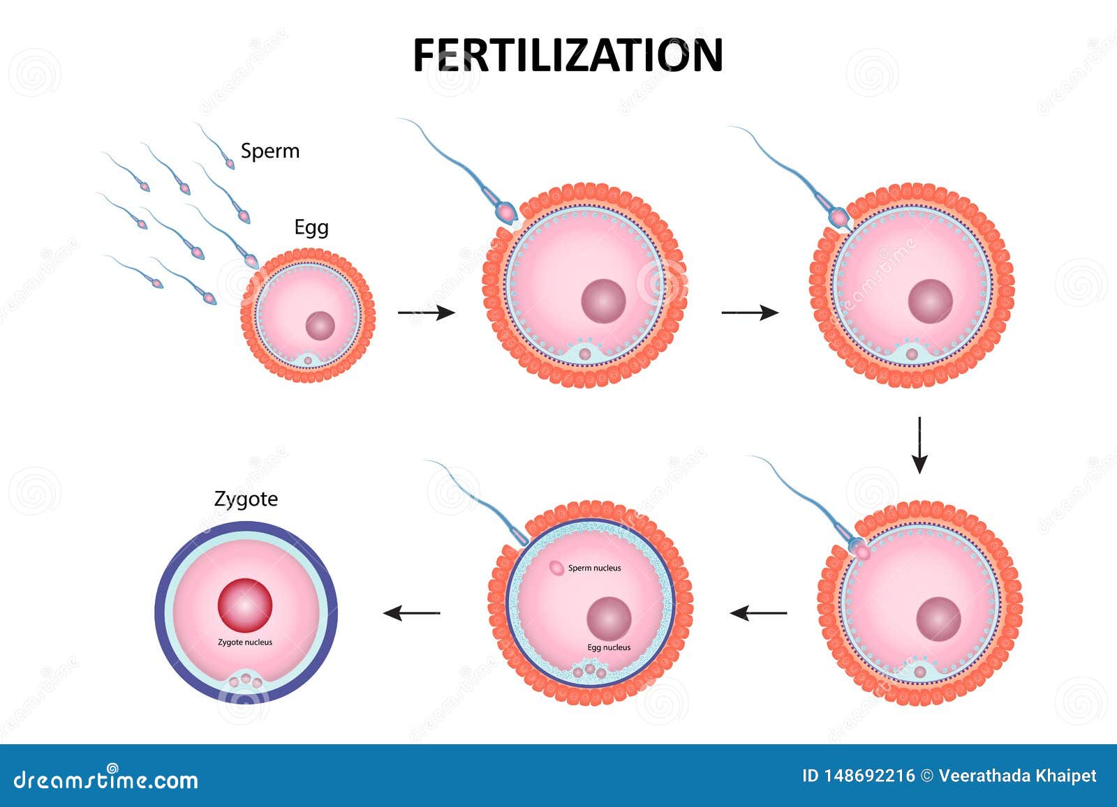 Human Fertilization Diagram Cartoon Vector 46398091