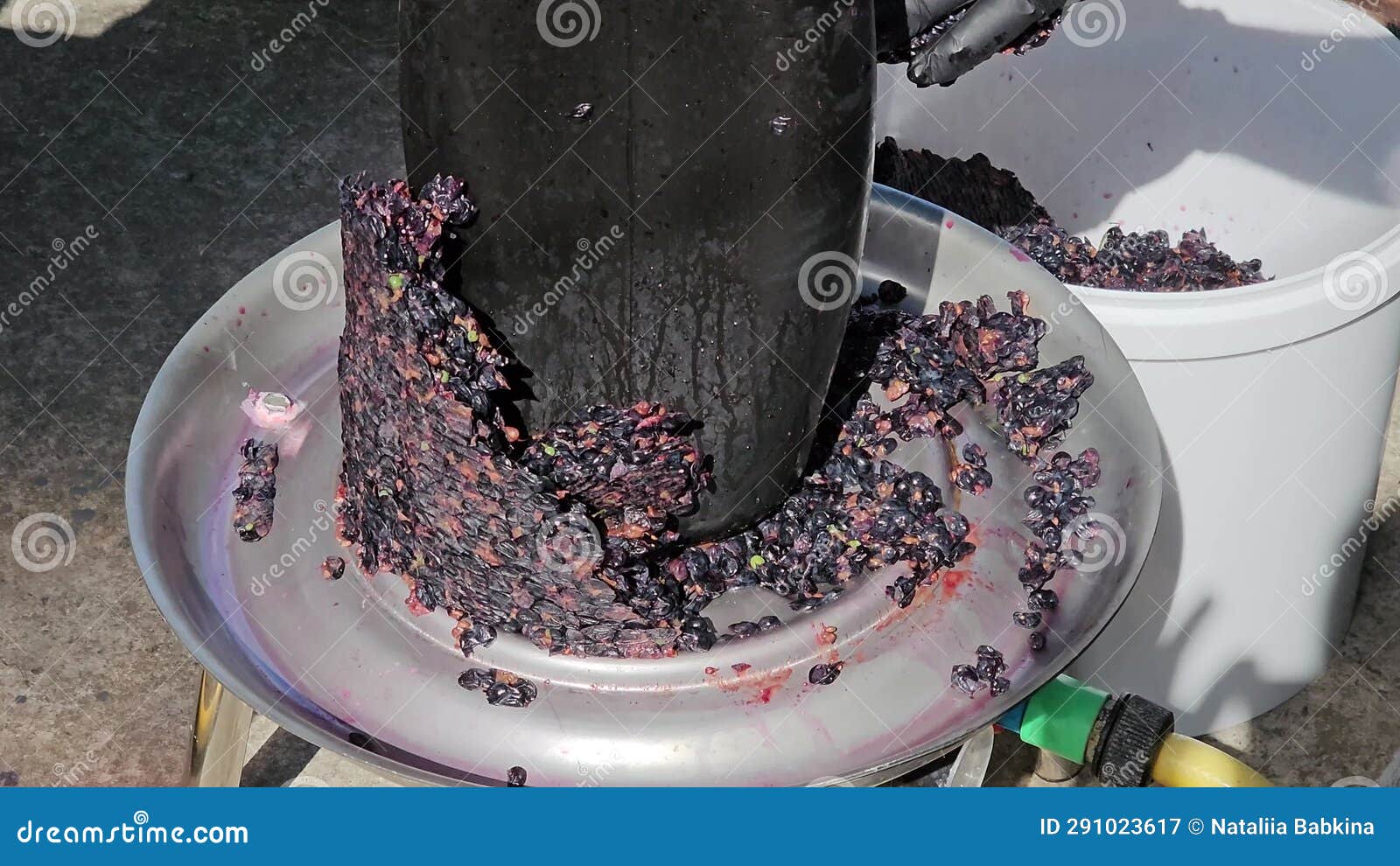 The Process of Making Homemade Grape Wine. a Winemaker Collects Grape Pulp from a Hydraulic