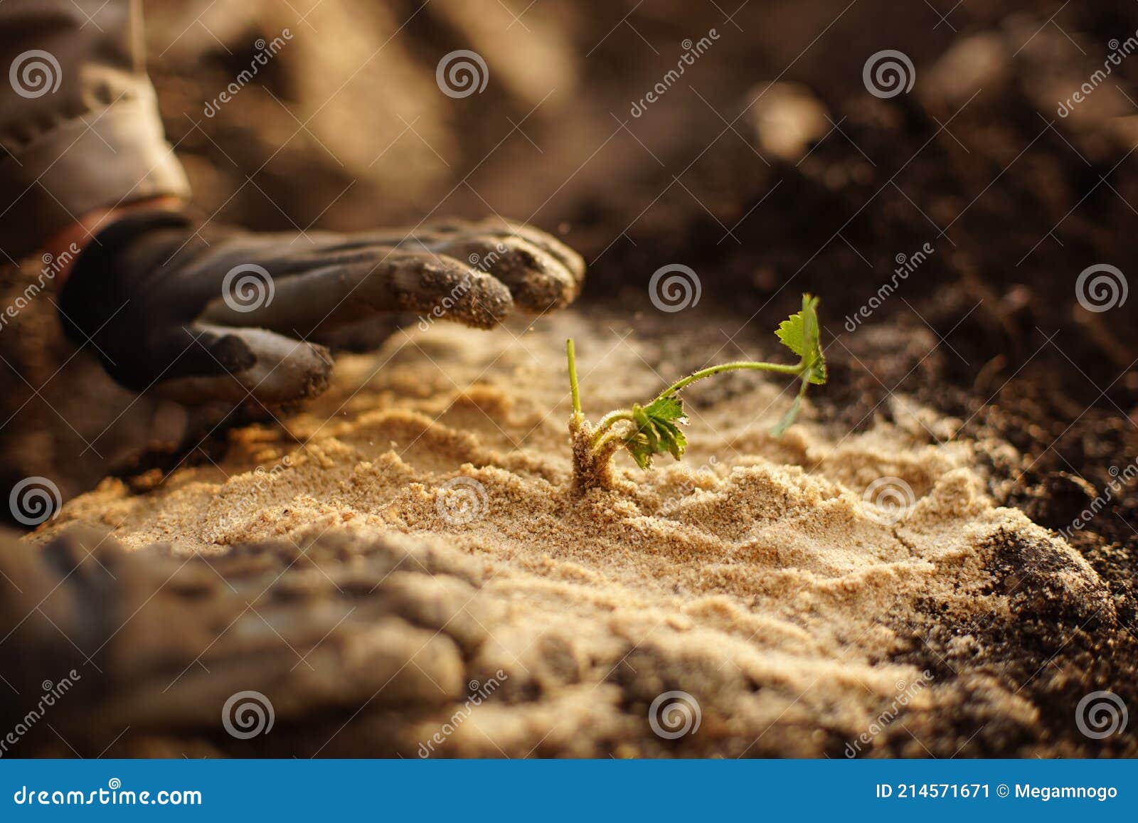 Process Of Planting Strawberry Seedlings In The Soil With Sand Stock Process Of Planting Strawberry Seedlings In The Soil With Sand Stock