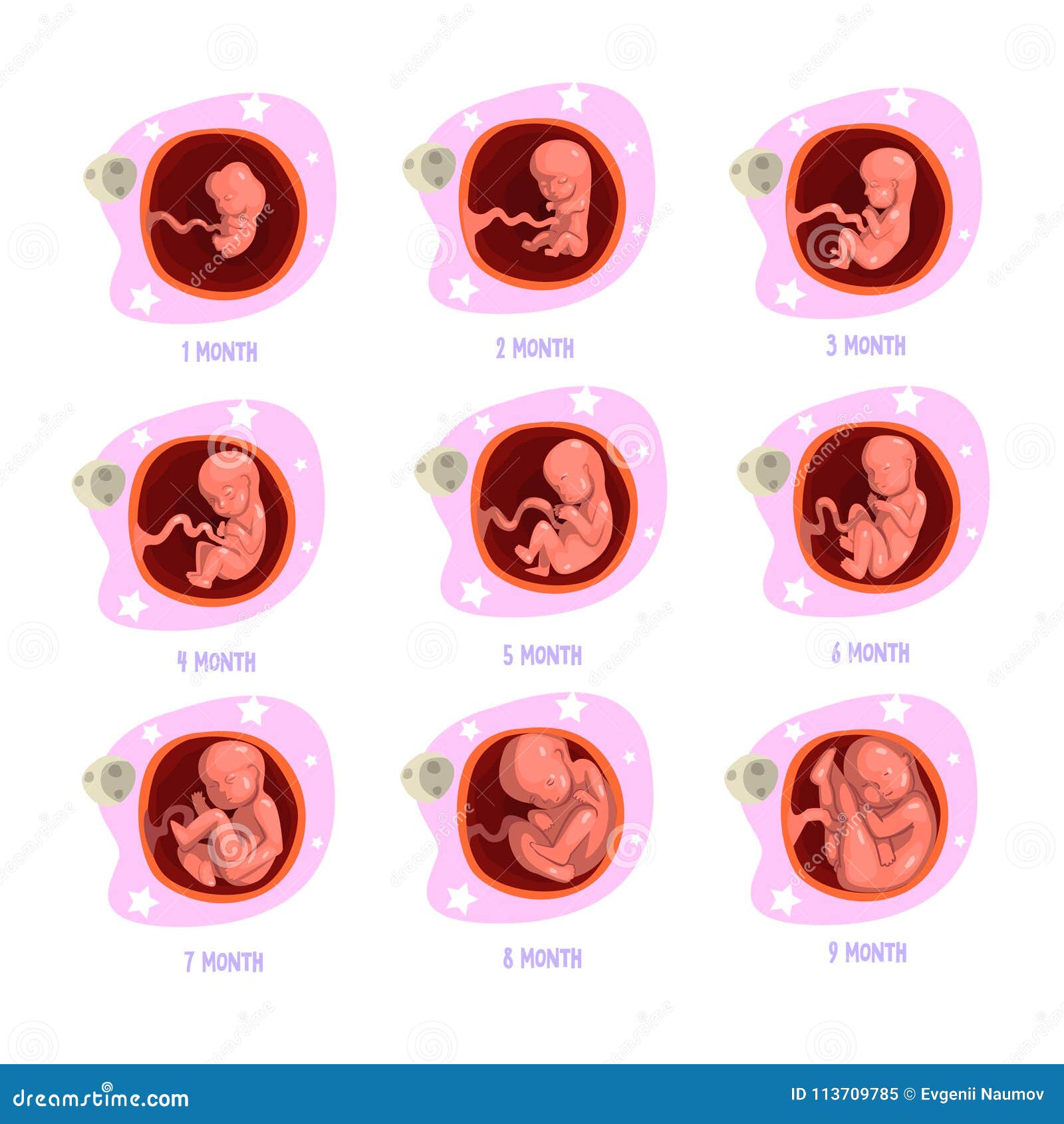 Process Of Pregnancy From 1st To 9th Months. Fetal ...