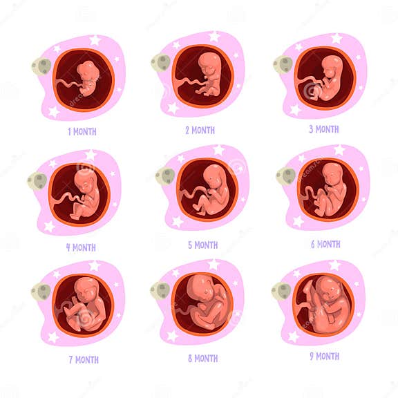 Process of Pregnancy from 1st To 9th Months. Fetal Development. Baby ...