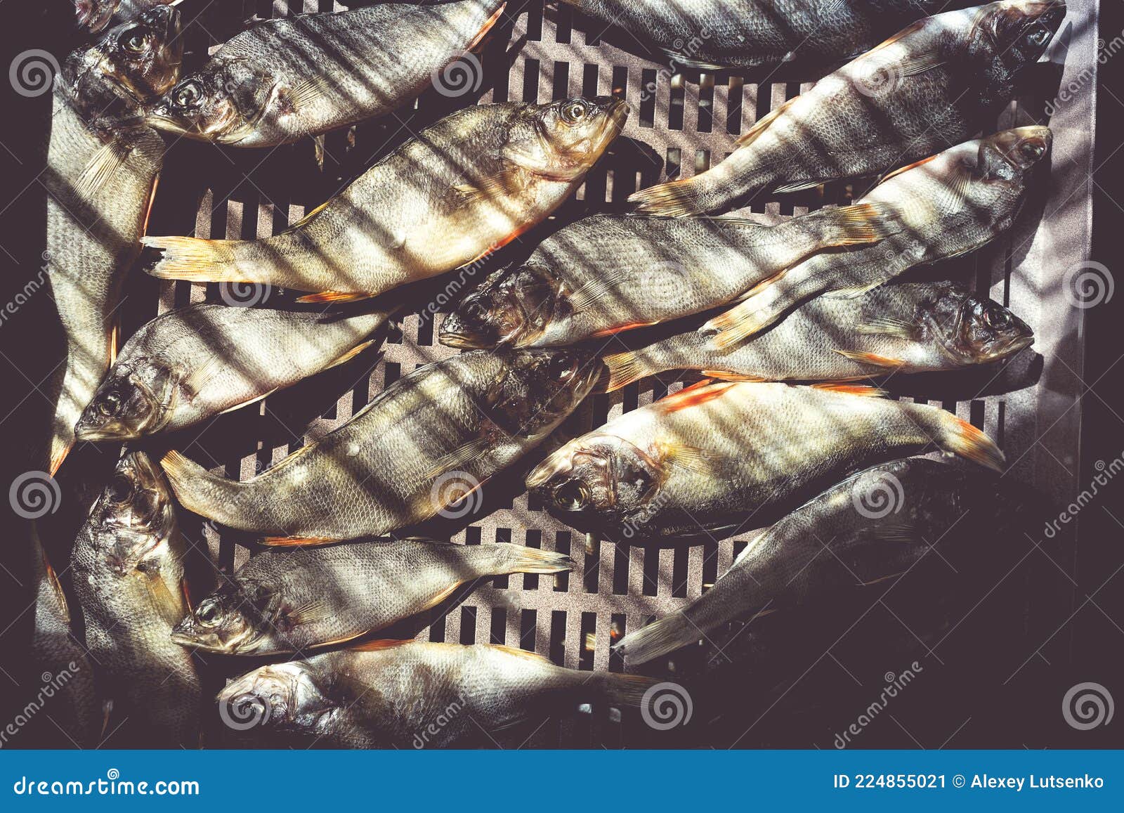 The Process of Preparing Dried Fish with an Automatic Dryer at Home