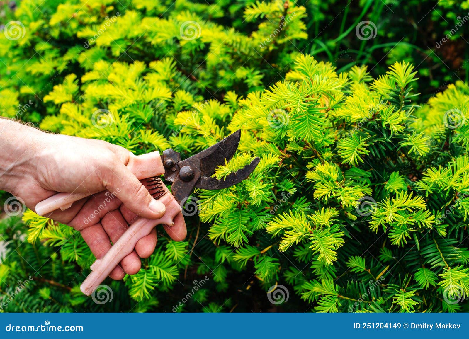The Process of Pruning a Spruce Bush with a Pruner. Maintenance of Green Spaces in the Personal