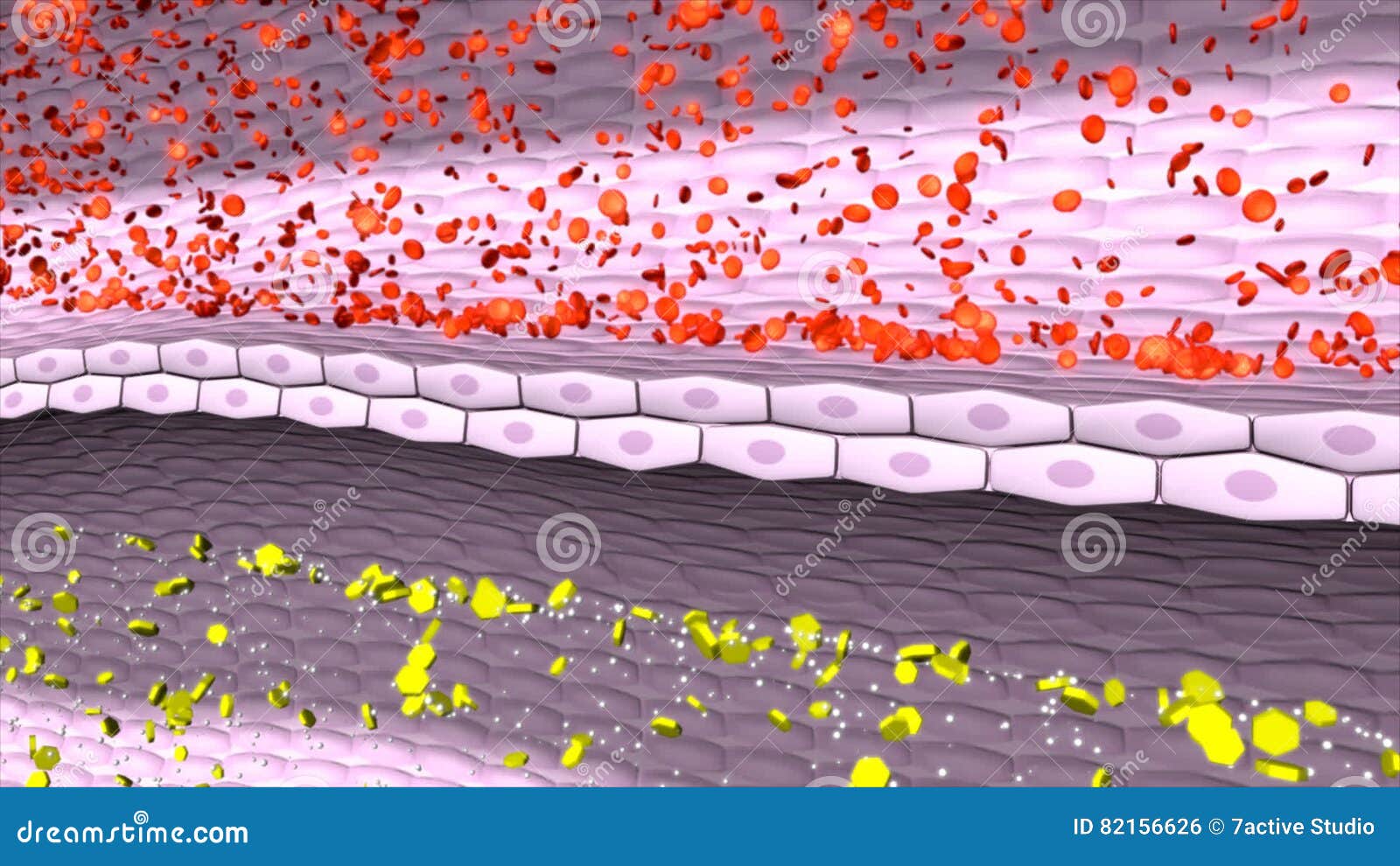 Process of urine formation stock footage. Video of glomerular - 82156626 Process of urine formation stock footage. Video of glomerular - 82156626