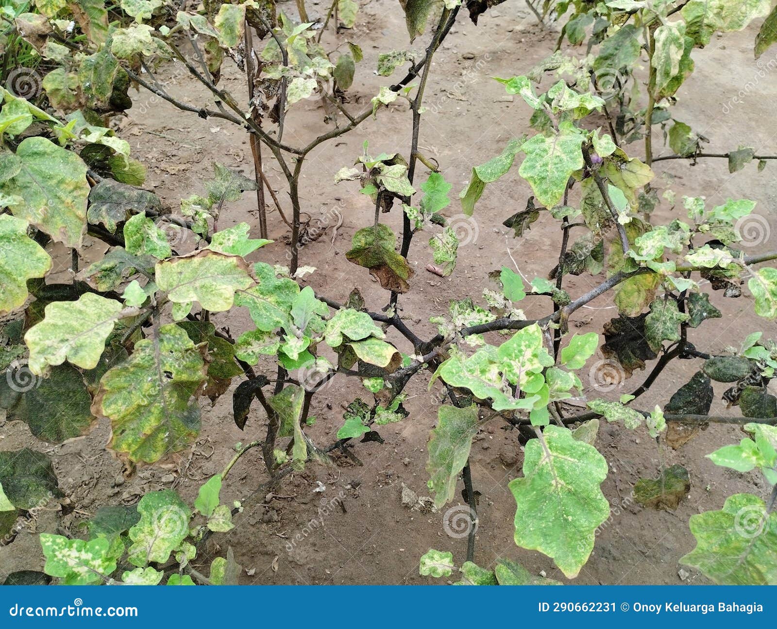 eggplant plants are attacked by pests and diseases