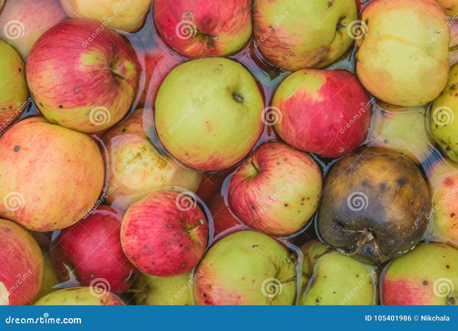 Processing of Apples for Juice Production. Stock Photo Image of